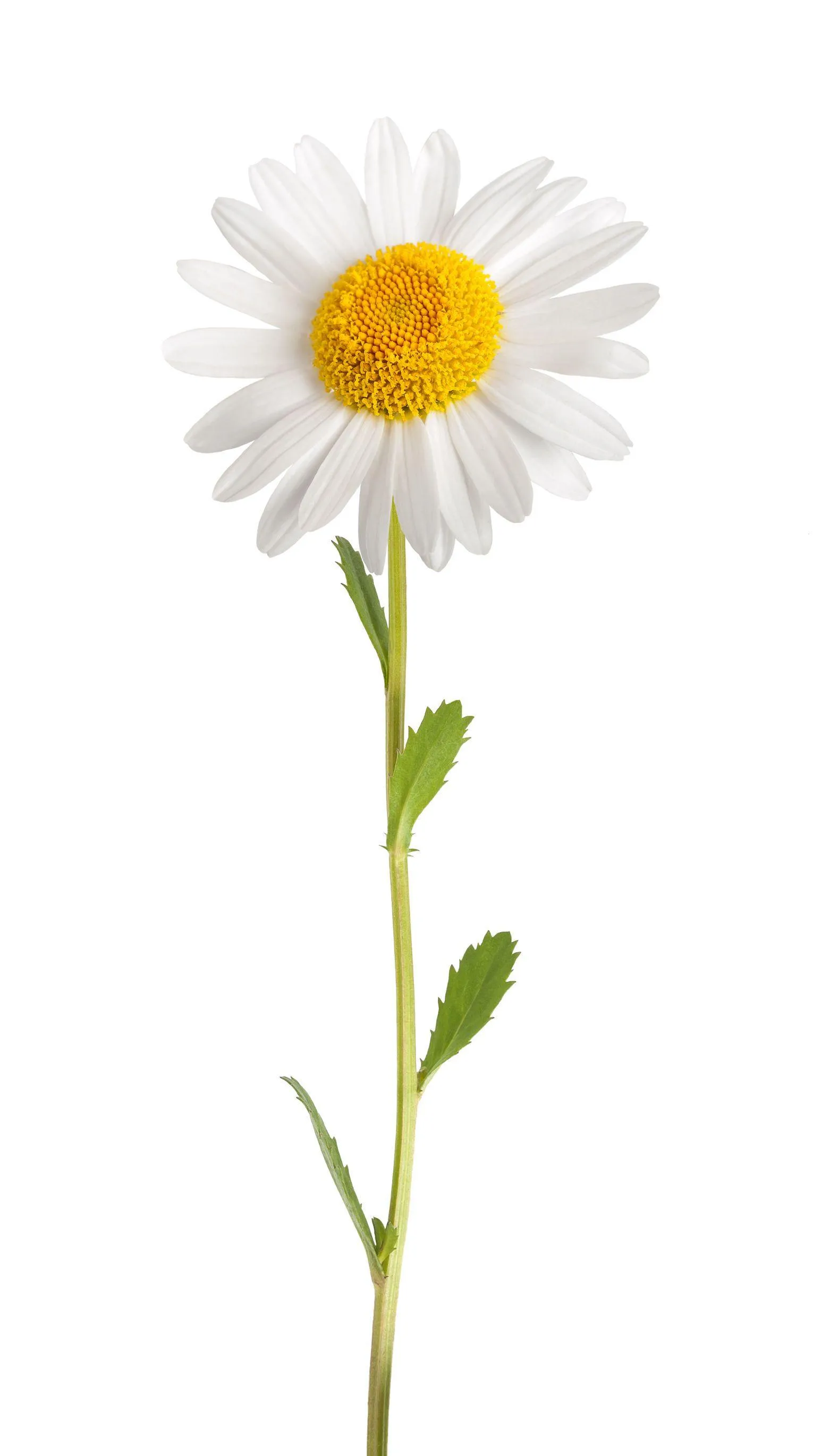 Single daisy flower with white petals on a white background