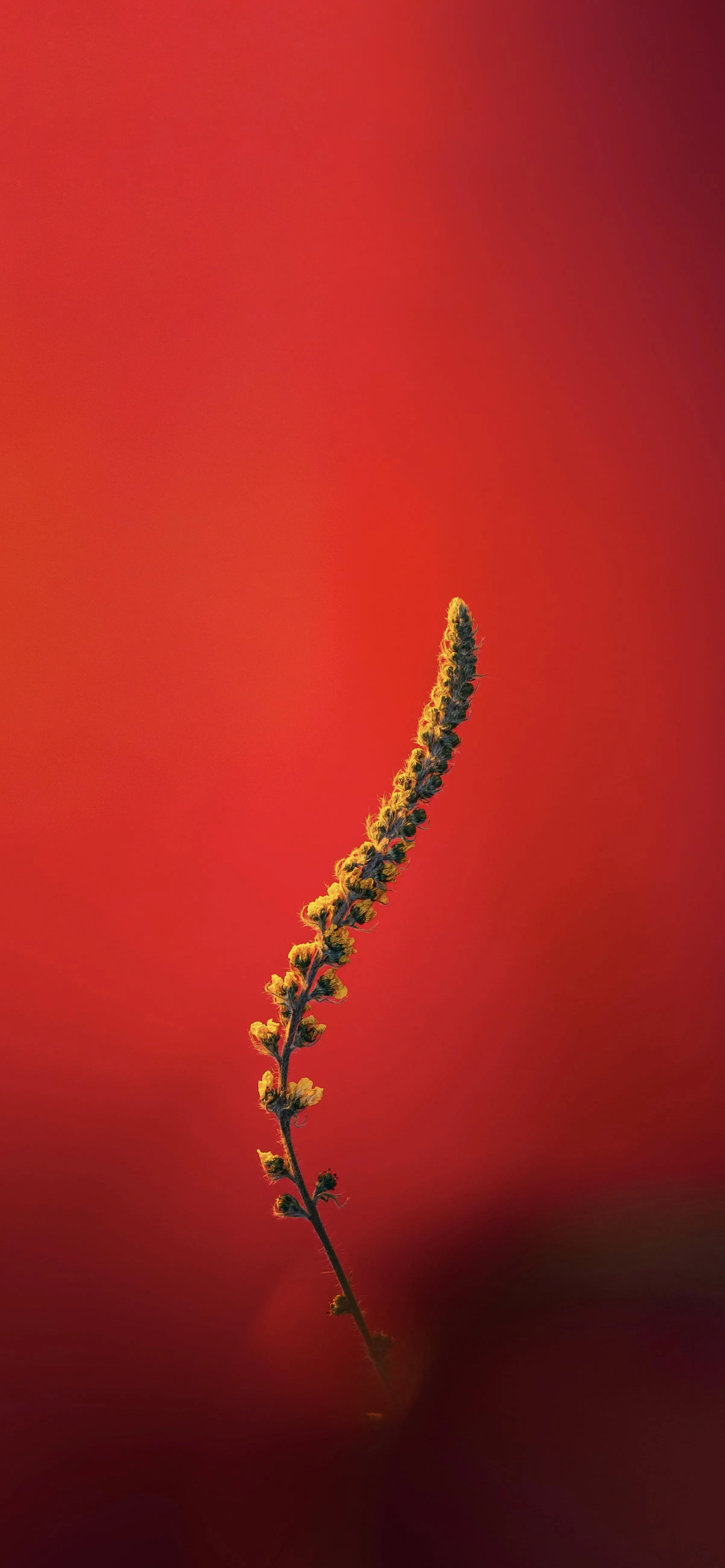 Single green Plant on Plain Bold Background Wallpaper