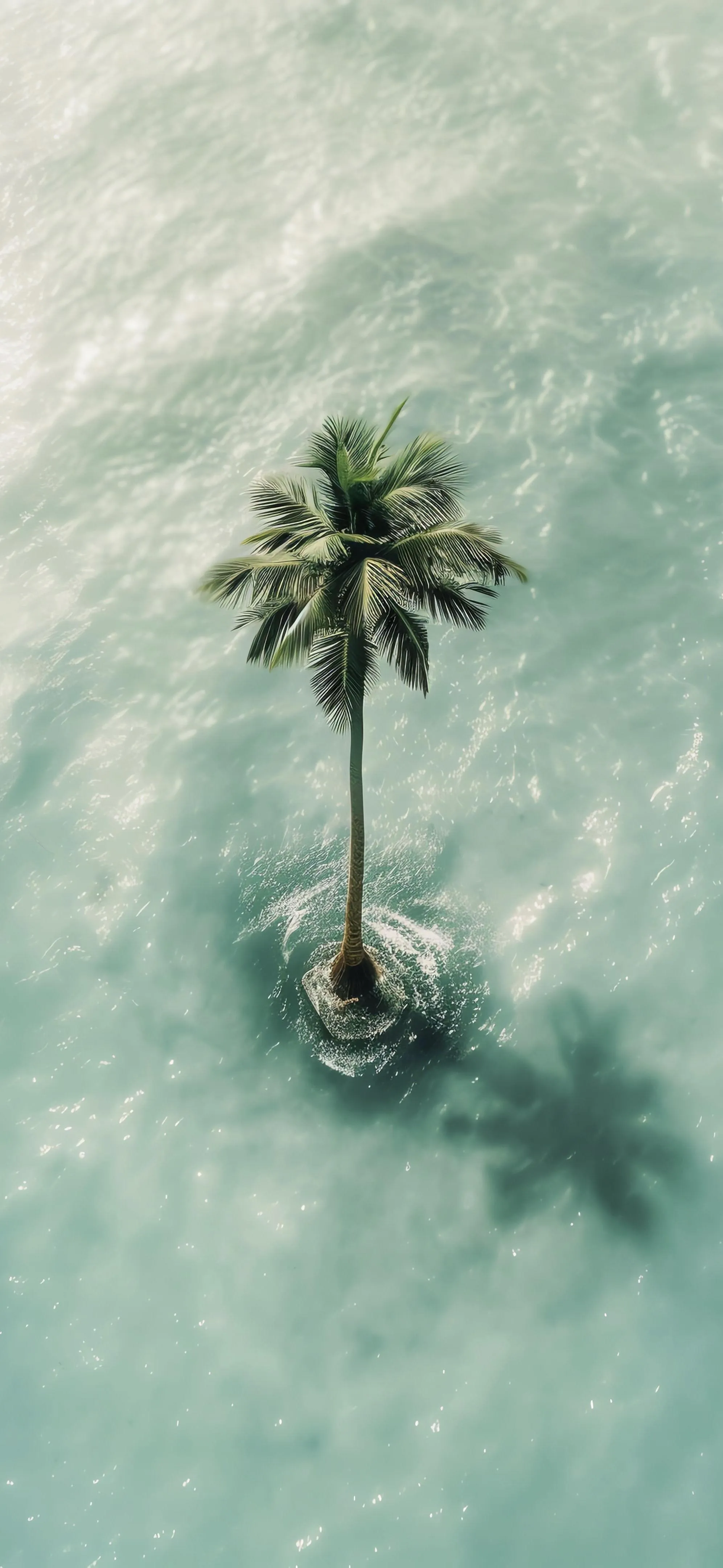 Single palm tree in calm ocean from aerial perspective