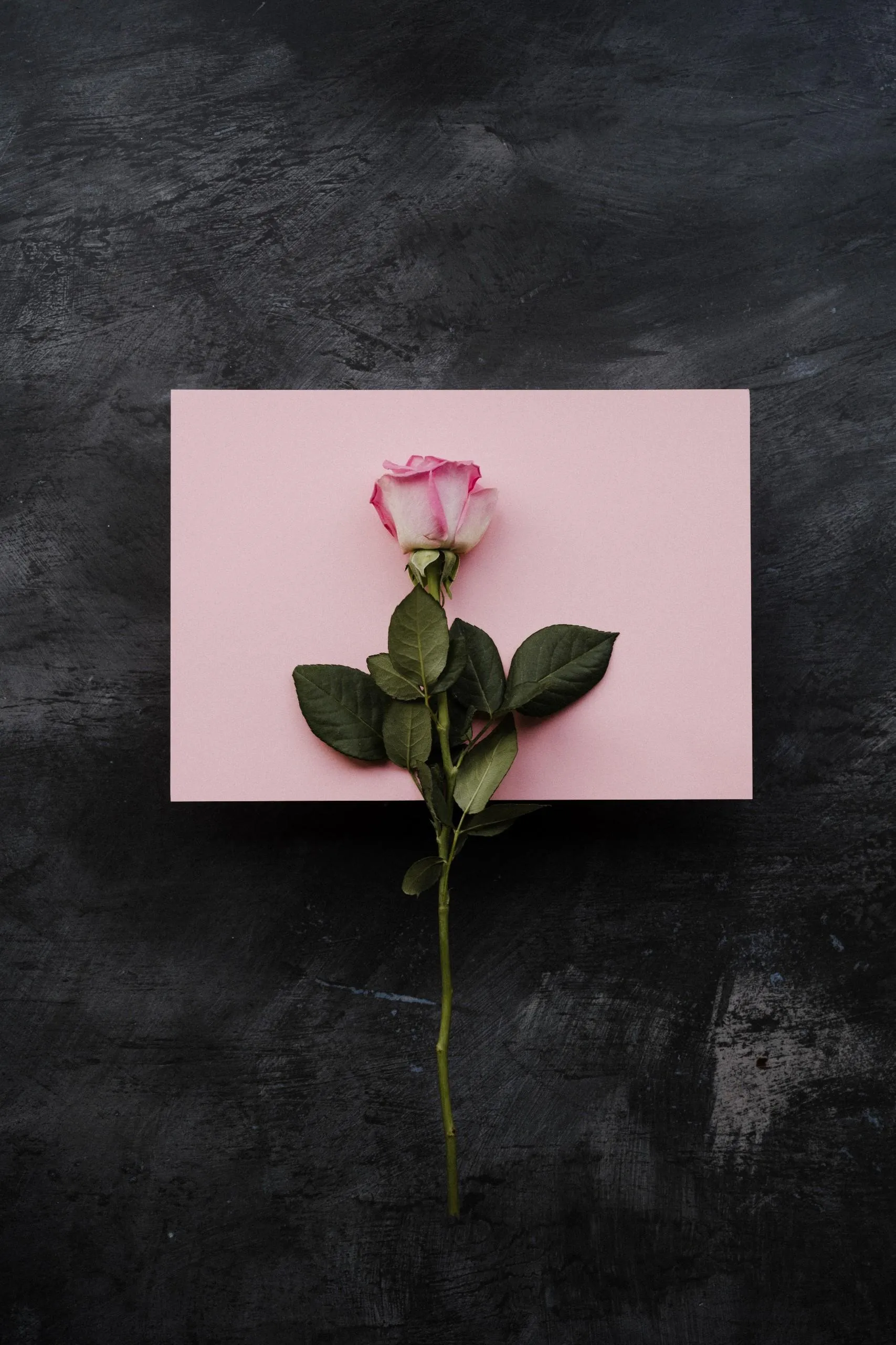 Single Pink Rose on Black Background with Pink Frame