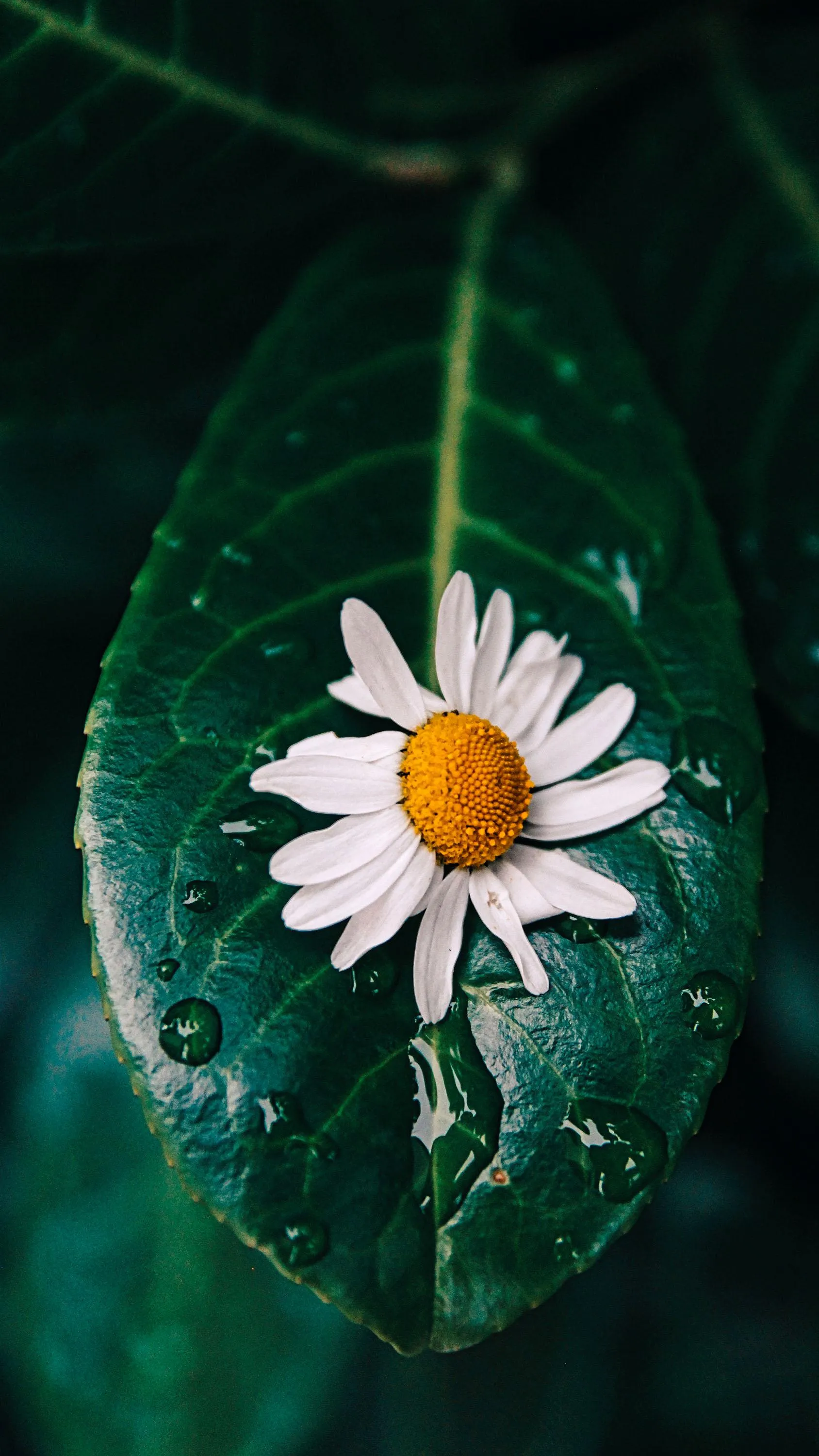 Single White Daisy on Deep Green Leaf Closeup Wallpaper