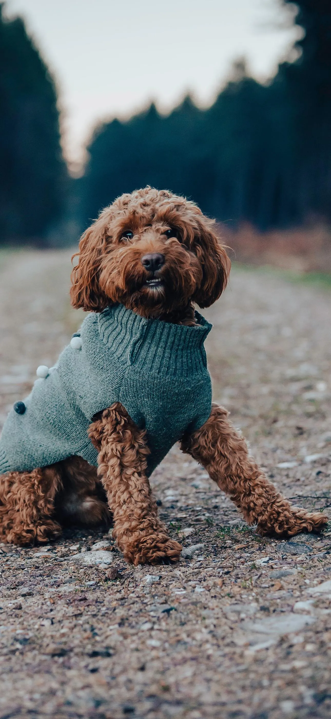 Small Dog in Jacket Sitting on Rocky Trail Outdoors