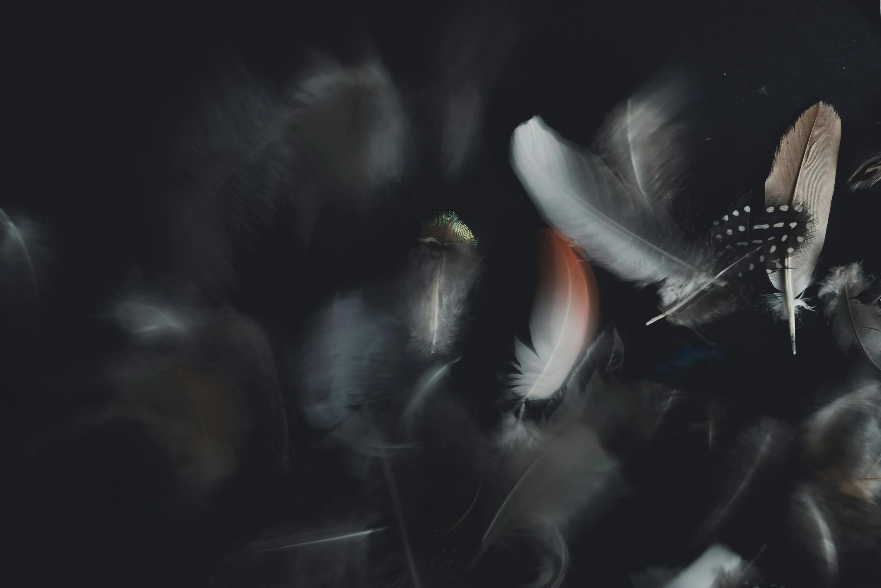 Soft floating feathers on a dark dreamy black background