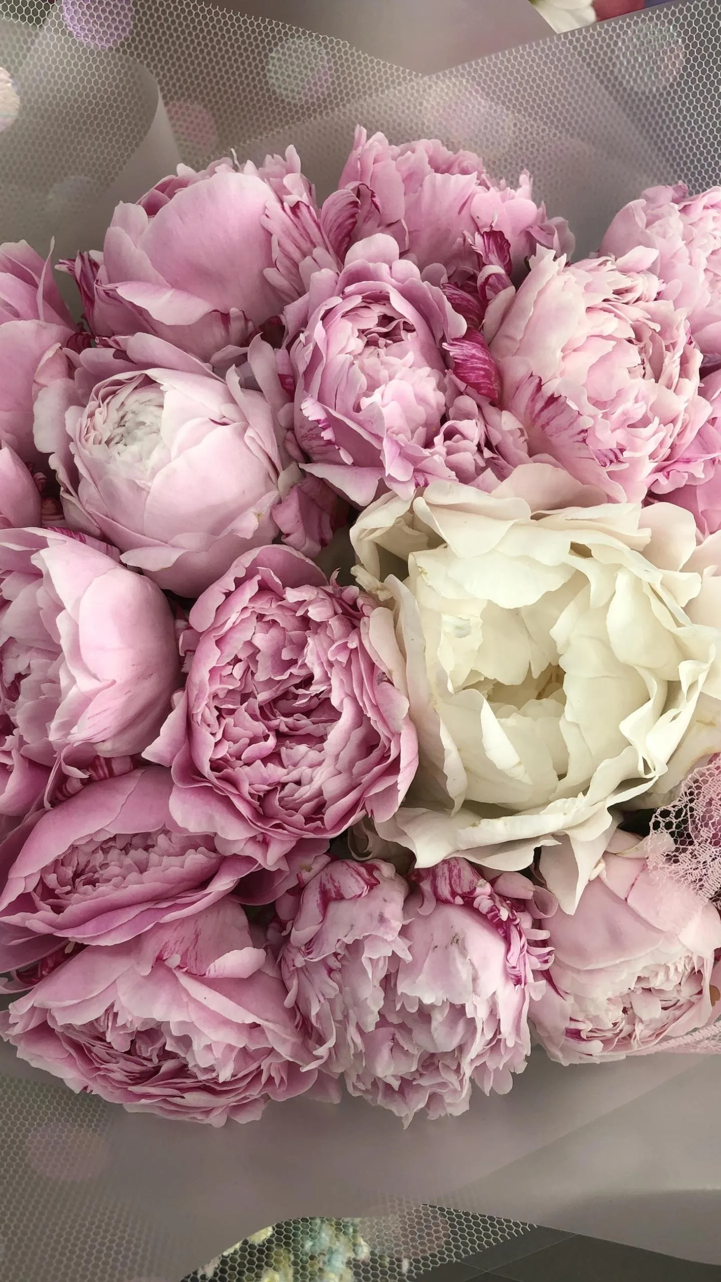 Soft Pink and White Peonies in Full Bloom Wallpaper