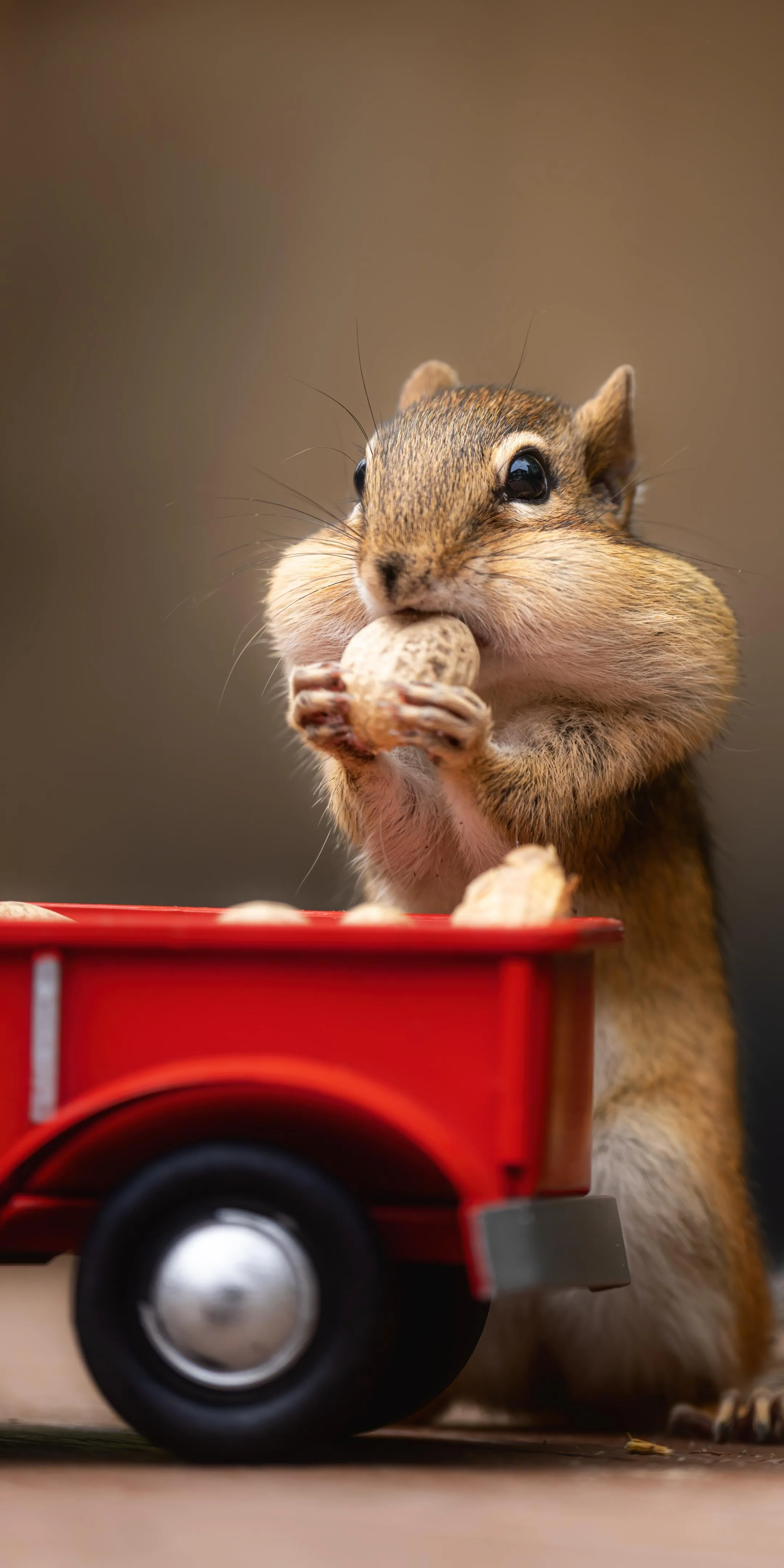 Squirrel Posing with Red Toy Truck on Brown Surface