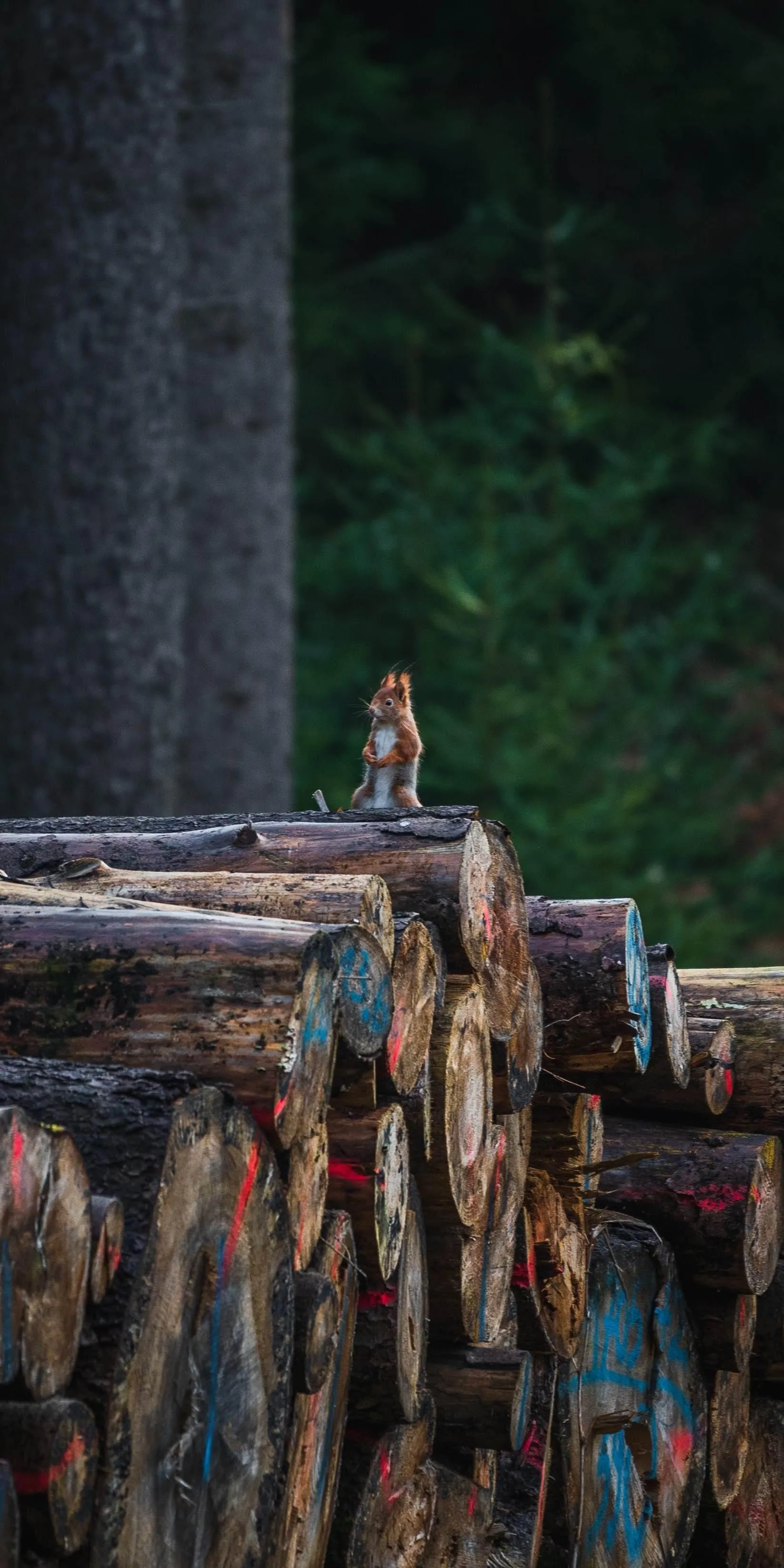 Squrriel Sitting on Logs Near Forest River with Calm Reflection