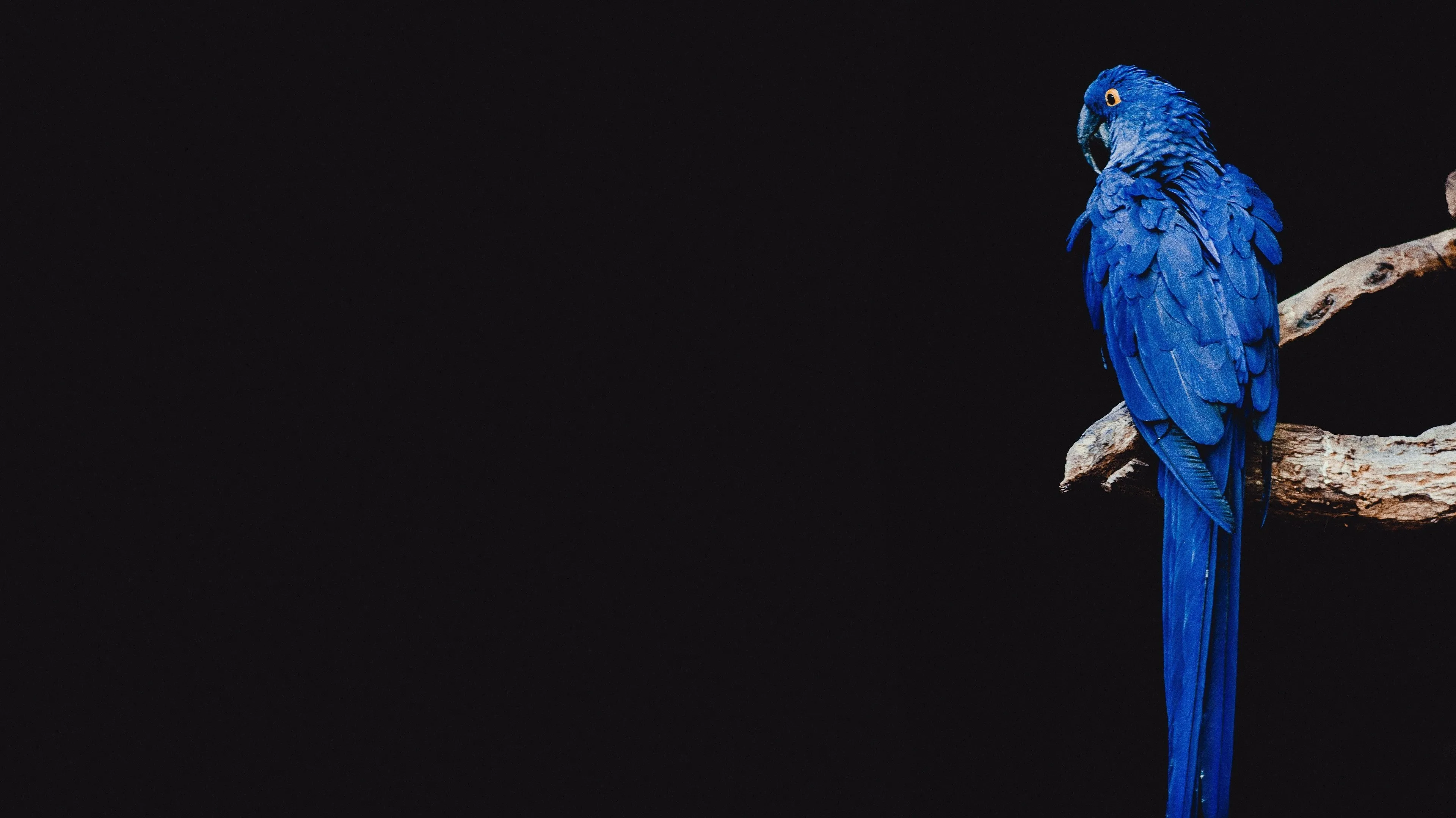 Stunning blue parrot on a branch with a black background
