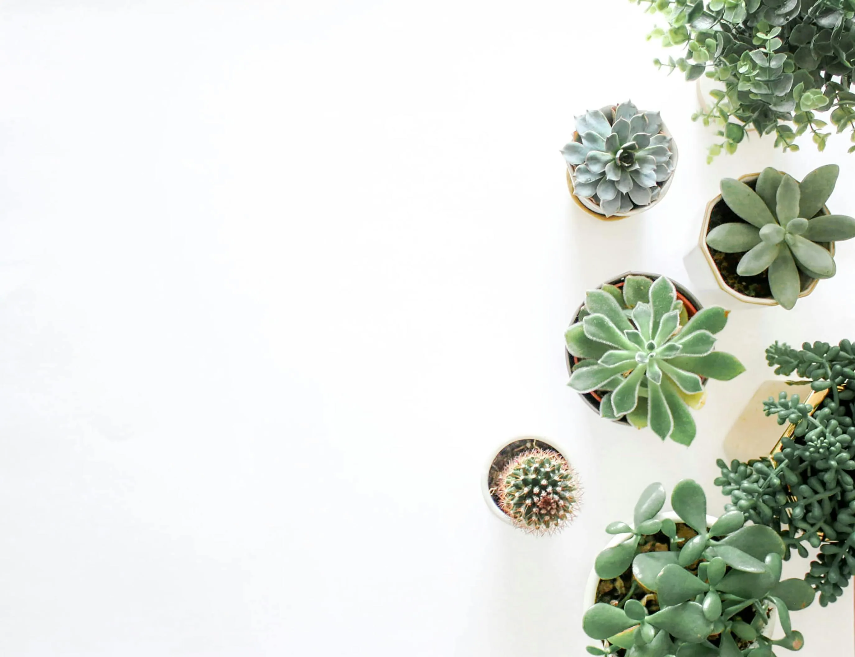 Succulent plants arranged on a White background Wallpaper