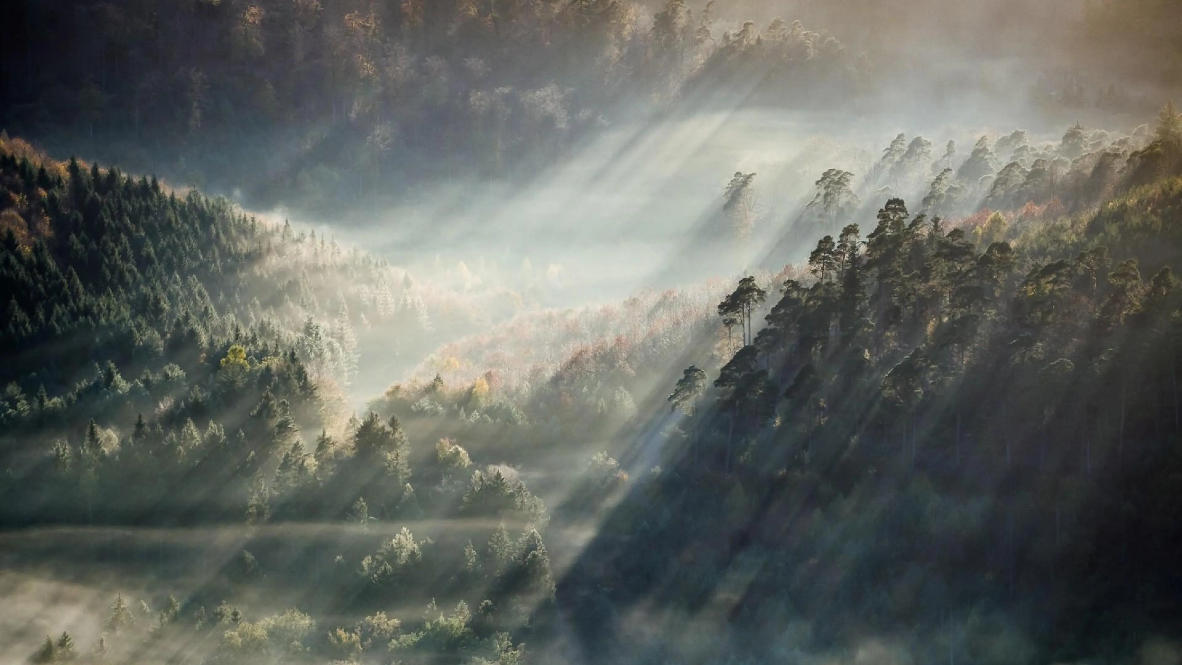 Sunlight beaming through fog over a forested valley free HD