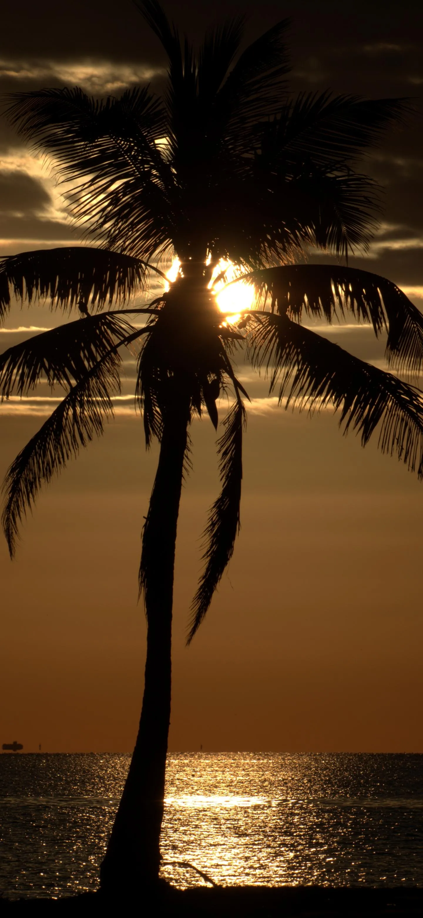 Sunset View with Palm Trees Reflected on Ocean Water
