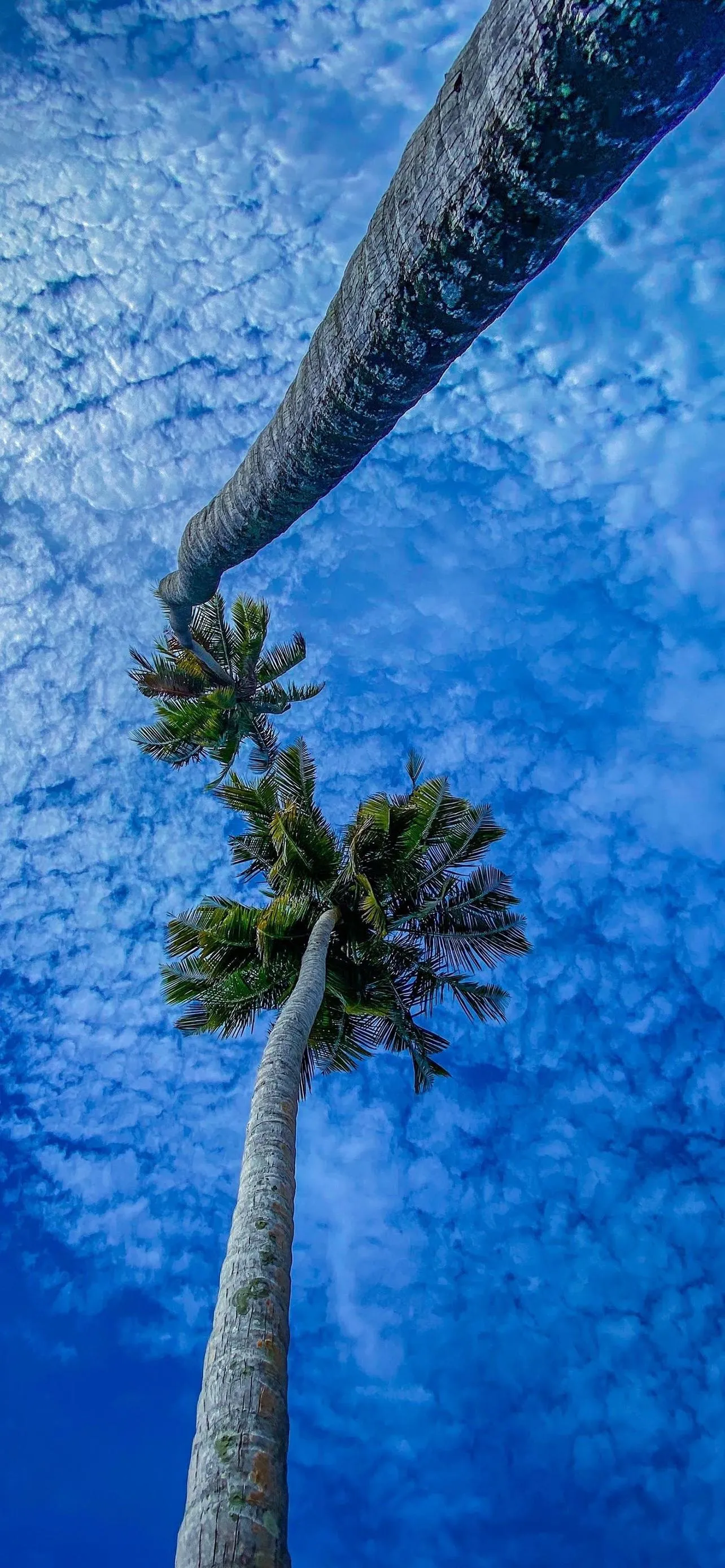 Tall Palm Tree and Blue Sky with Clean Vertical Shot