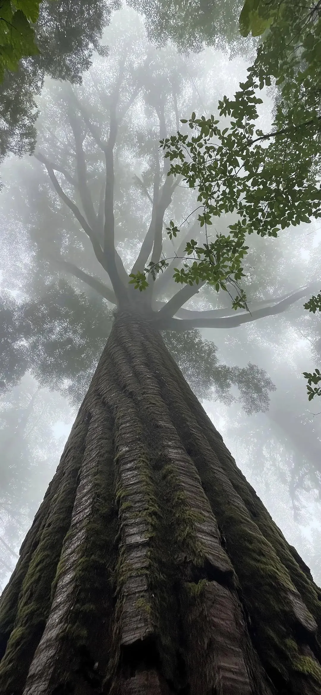 Tall Trees Shot From Below Against Bright Sky Mobile