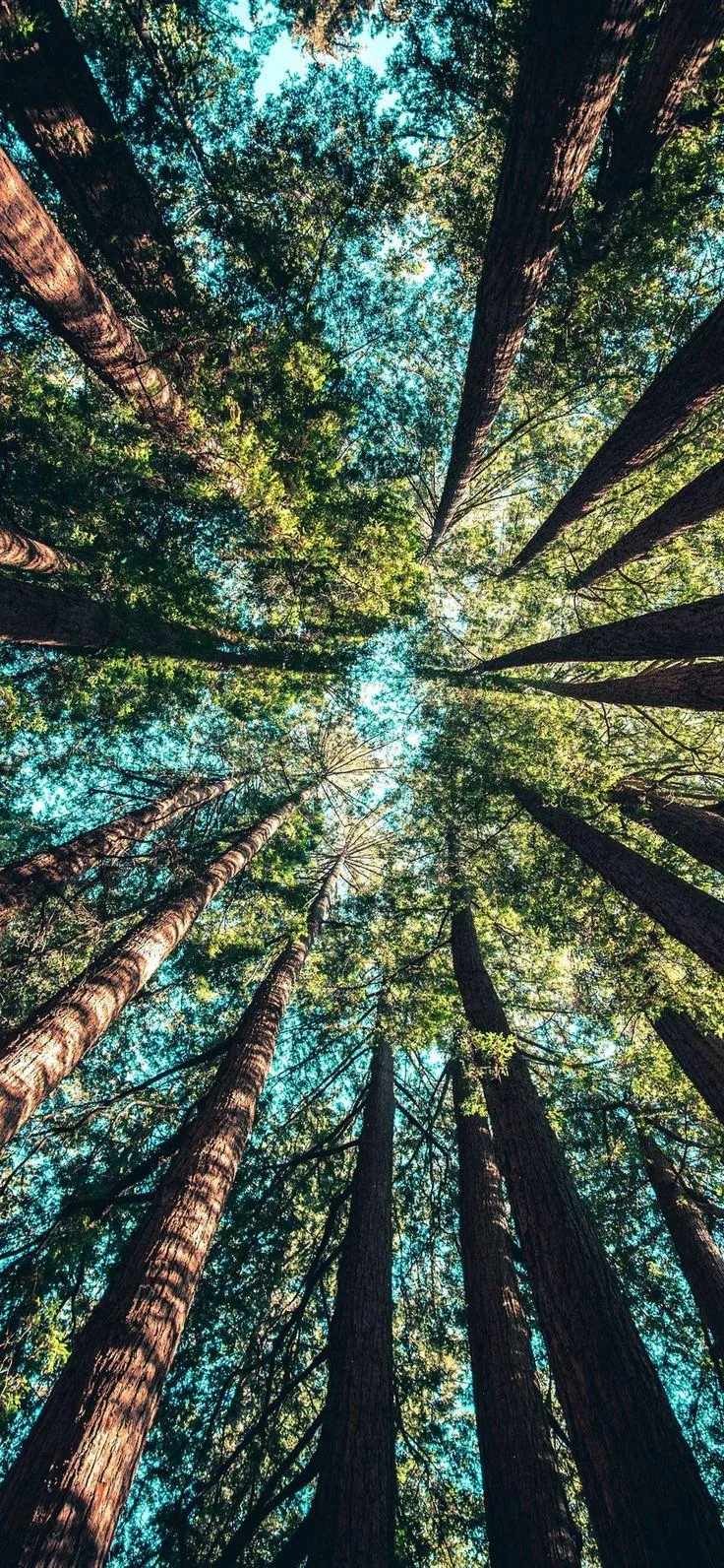 Towering Forest Trees Reaching Toward the Blue Sky Above