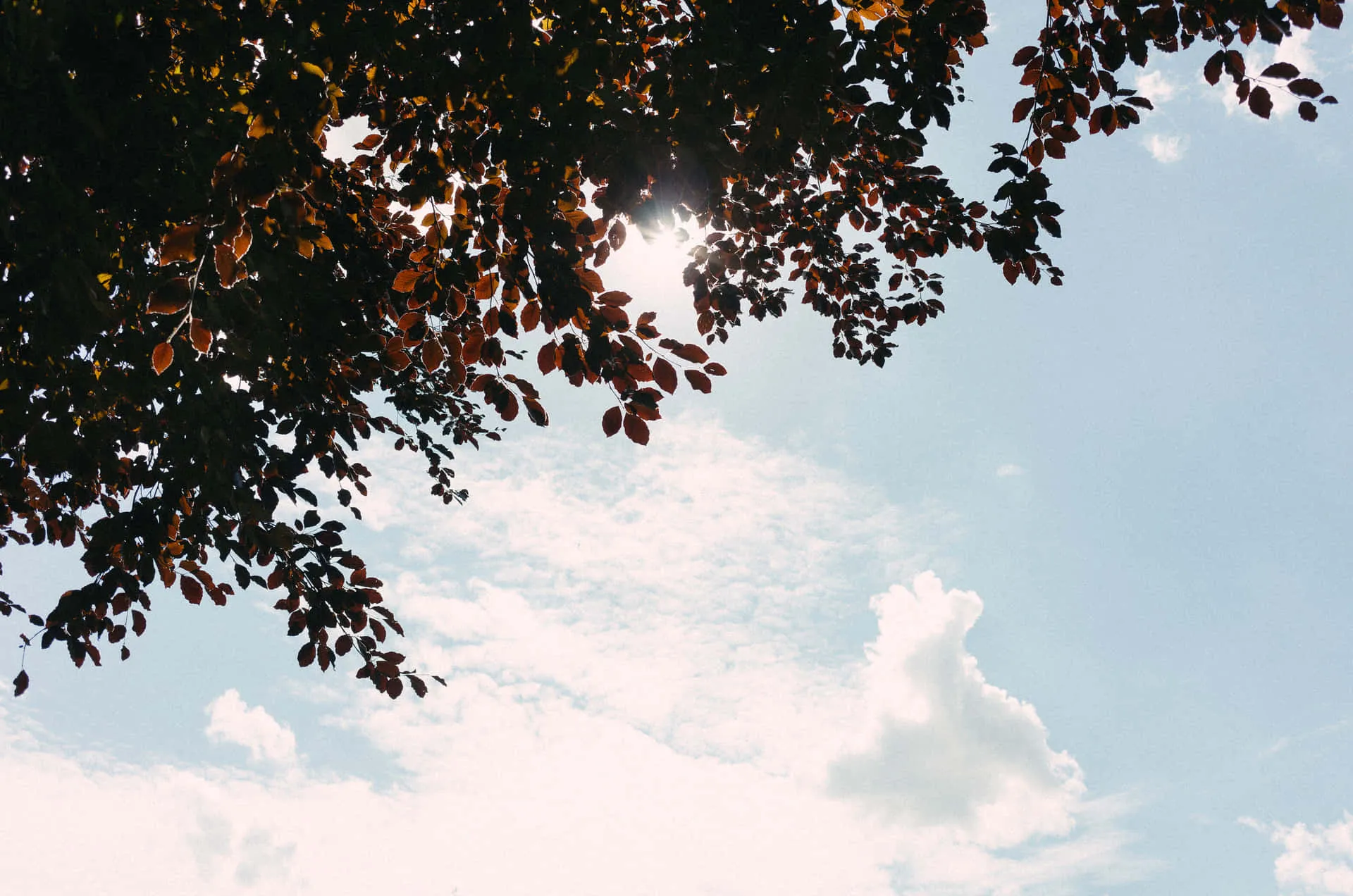 Trees and clouds frame with a bright sky free Wallpaper