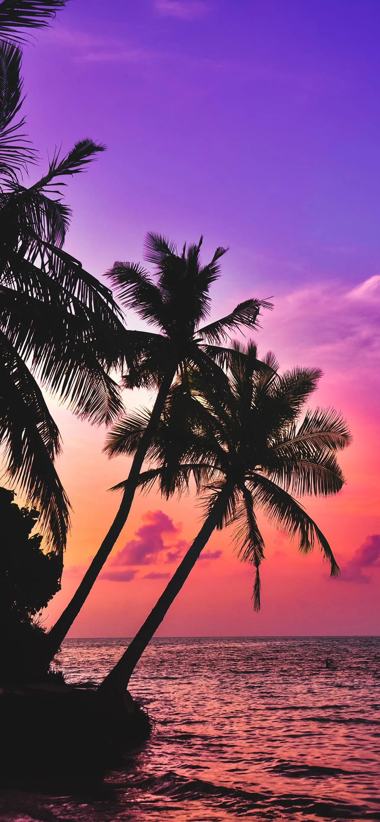 Tropical beach sunset with palm trees silhouette HD image