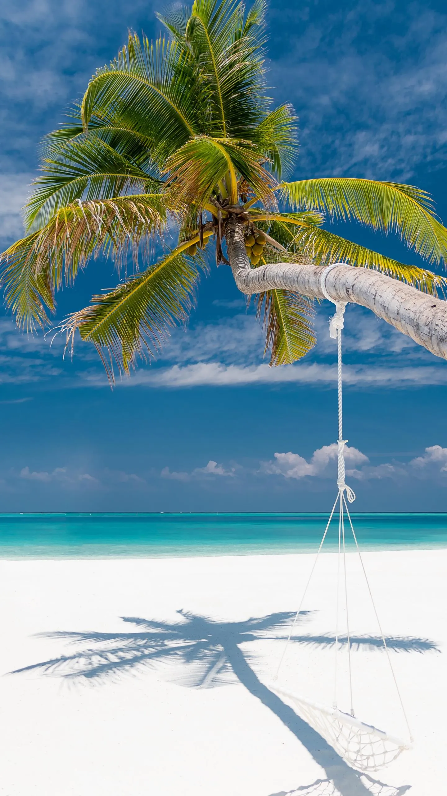 Tropical Beach with Palm Tree and Blue Ocean Sky Wallpaper