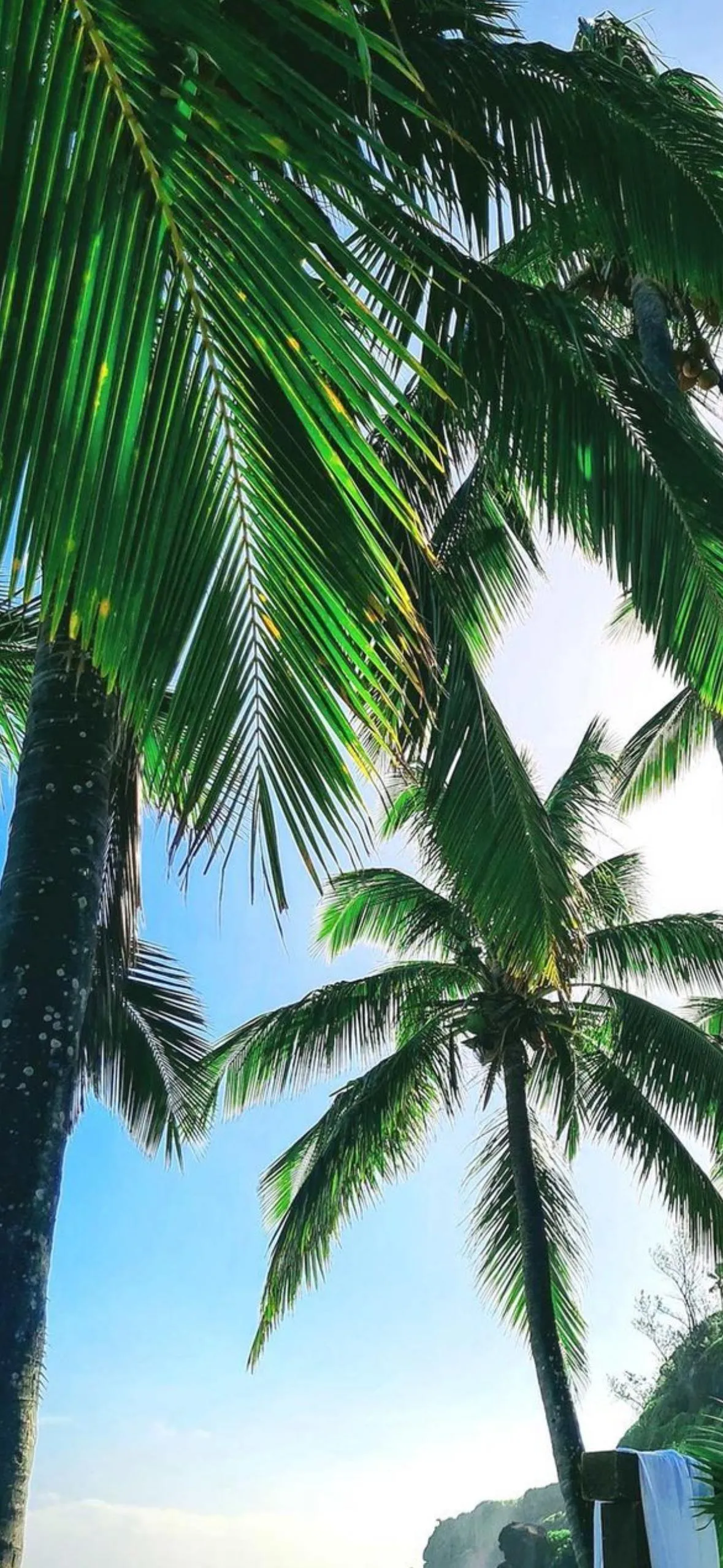 Tropical Beach with Palm Trees and Sunny Blue Sky Wallpaper