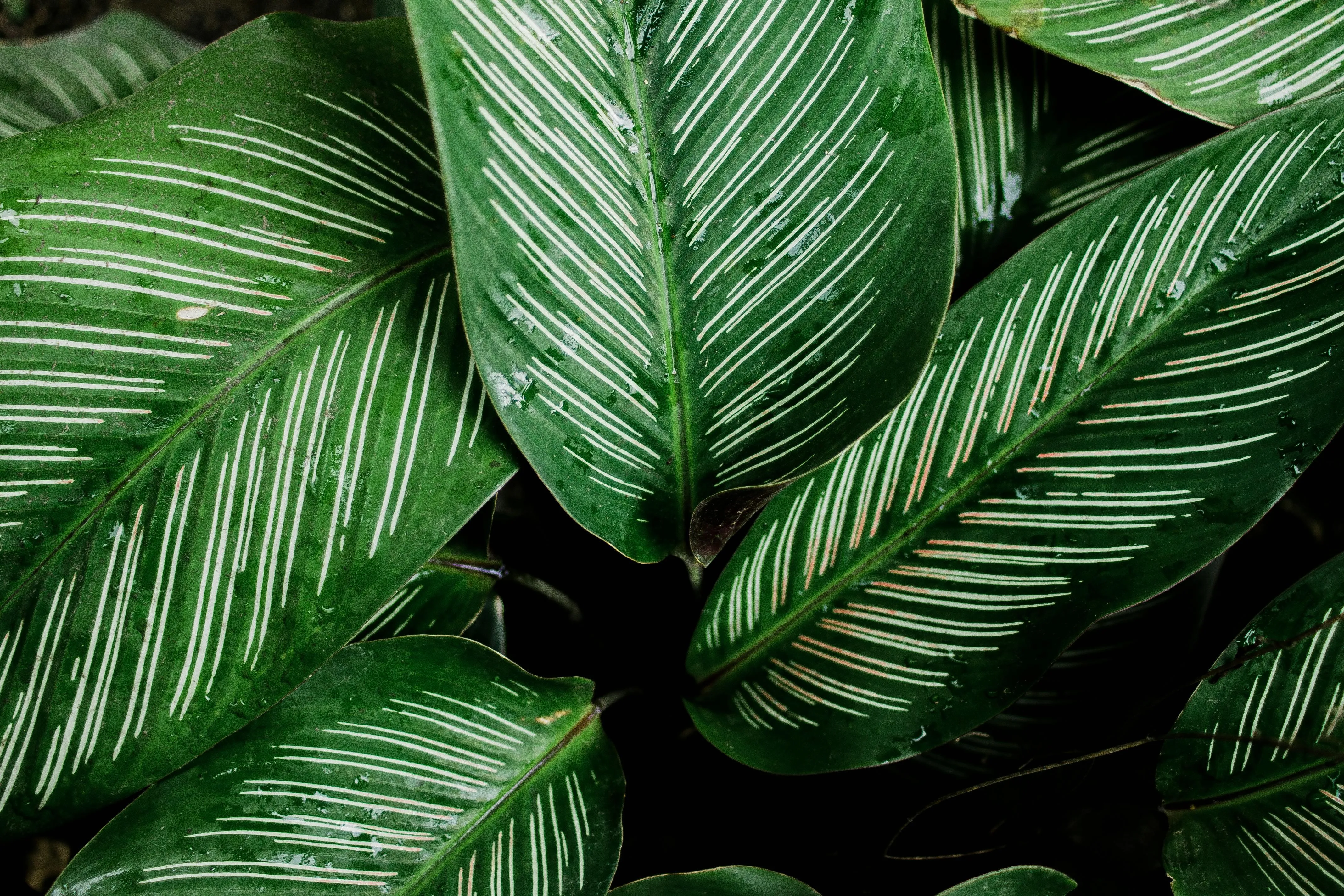 Tropical green leaves with distinctive white stripes image