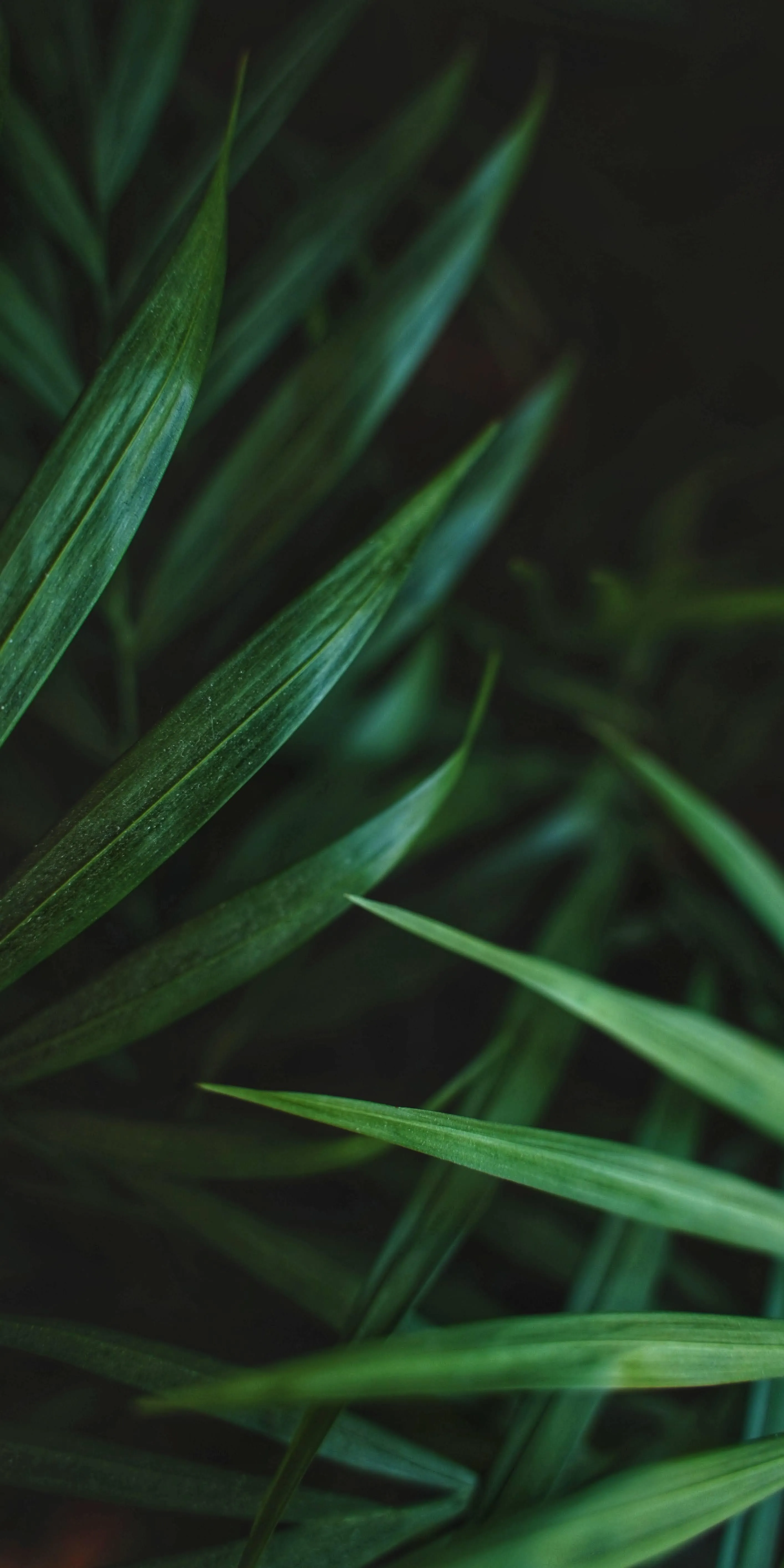 Tropical Green Palm Leaves on a Smooth Black Background