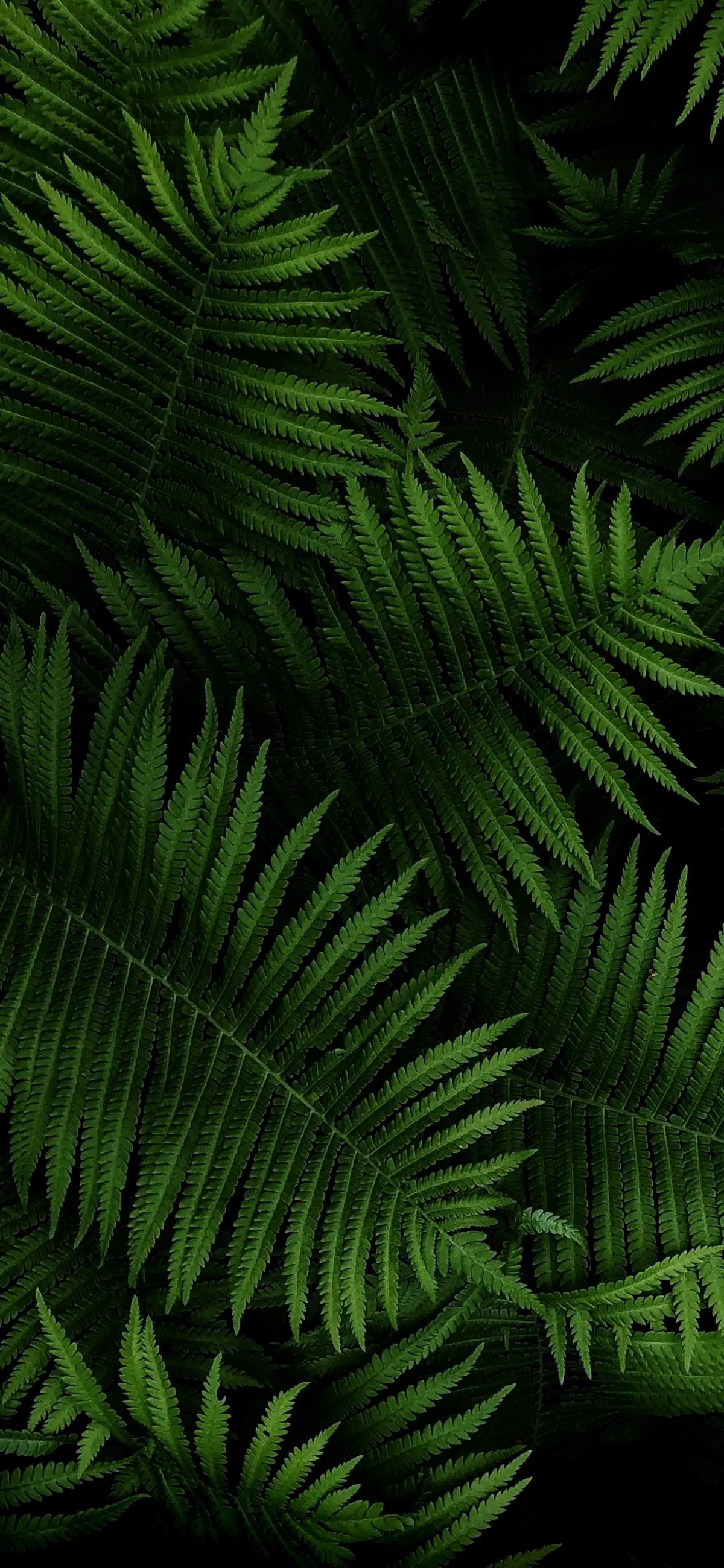 Tropical Green Palm Leaves on Dark Background 4K image