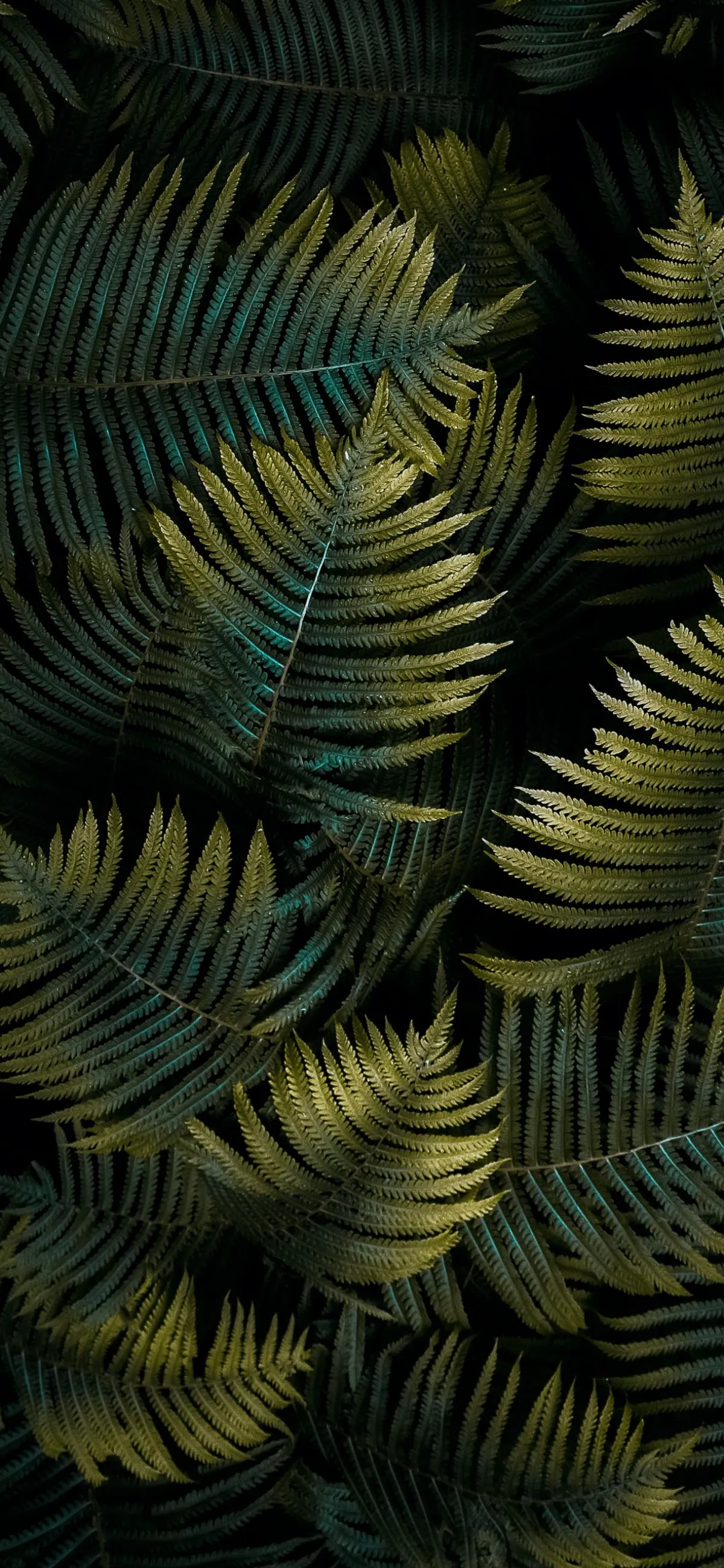 Tropical Green Palm Leaves Pattern in Low Light Wallpaper