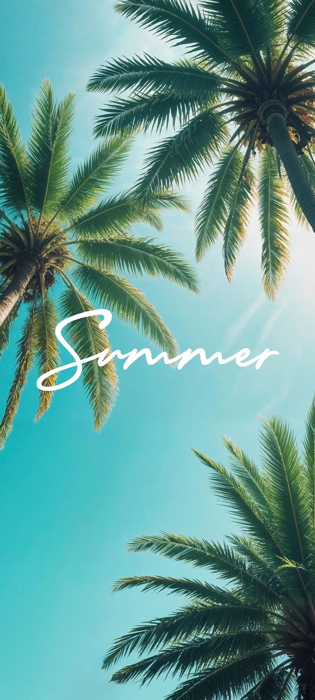 Tropical Palm Trees Against a Bright Sky View Wallpaper