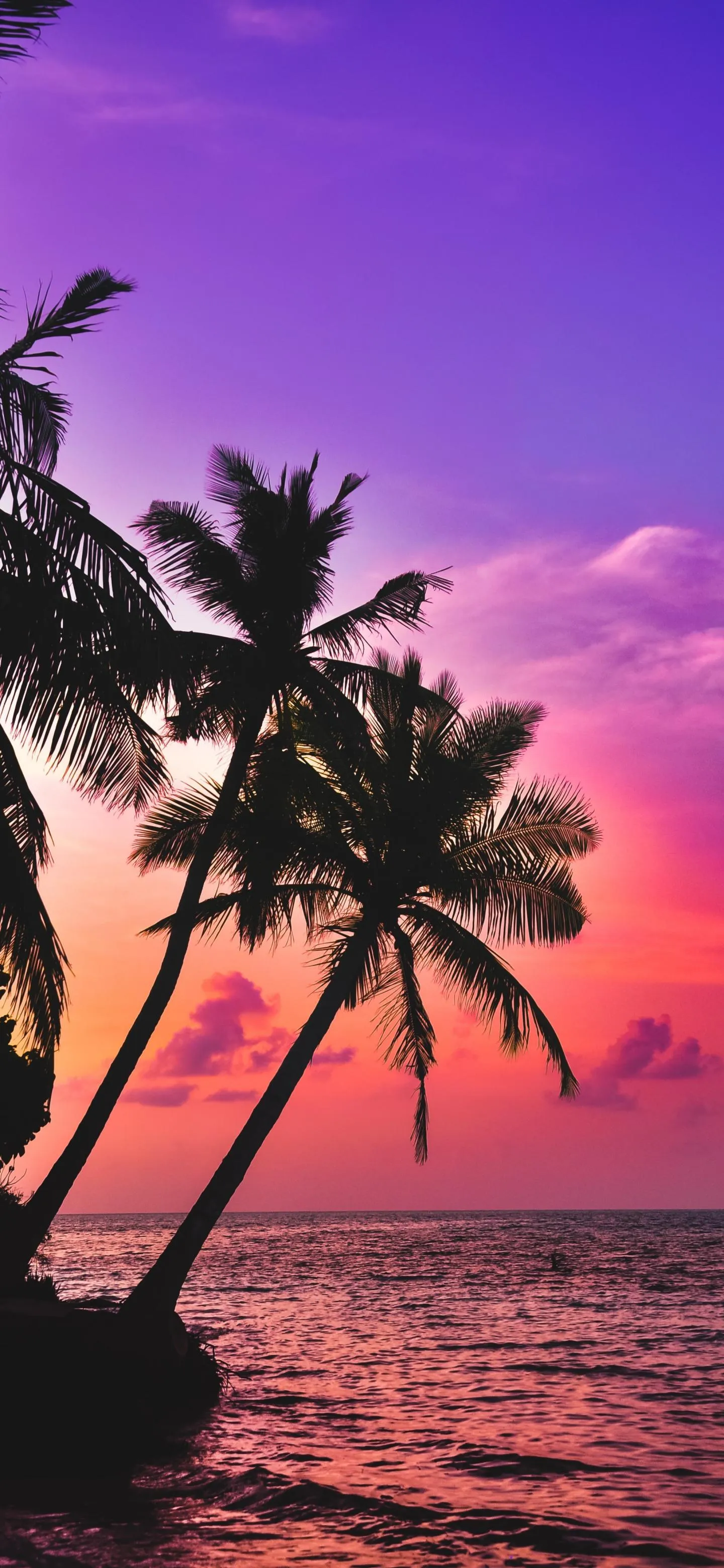 Tropical Palm Trees Silhouetted Against Sunset Sky Wallpaper