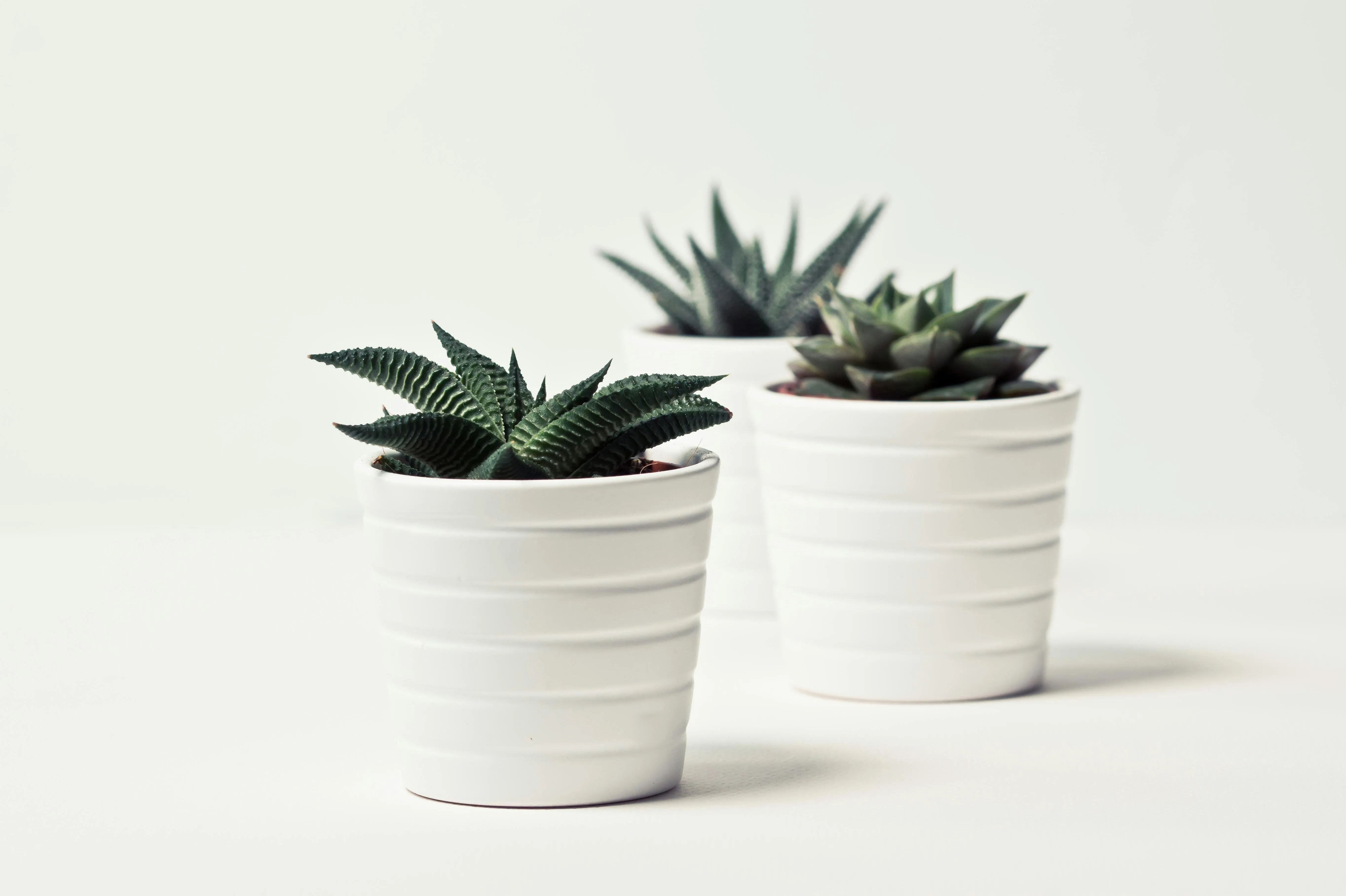 Two small potted plants on a white surface free Wallpaper
