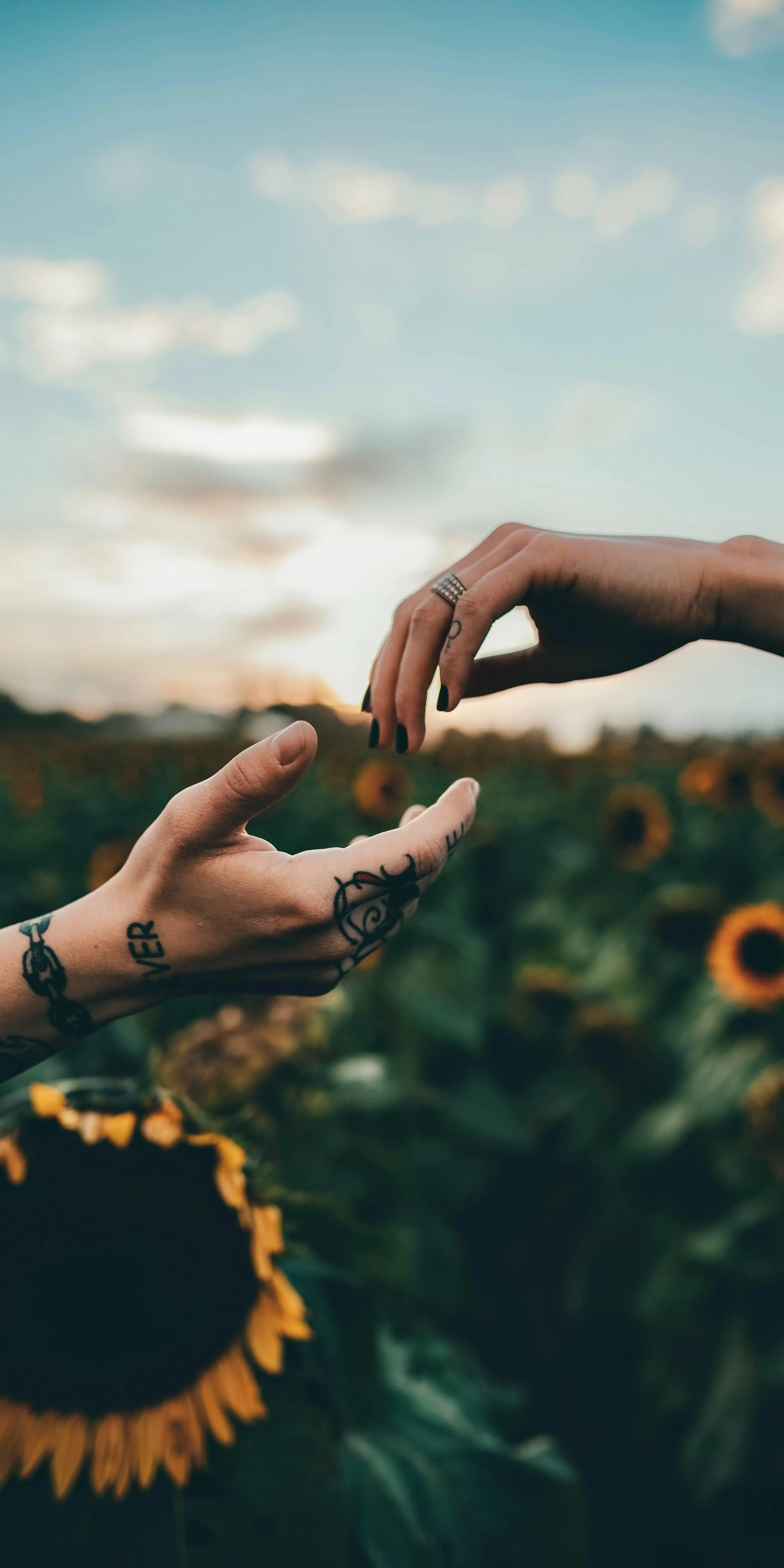 Two tattooed hands reaching out in a sunflower field