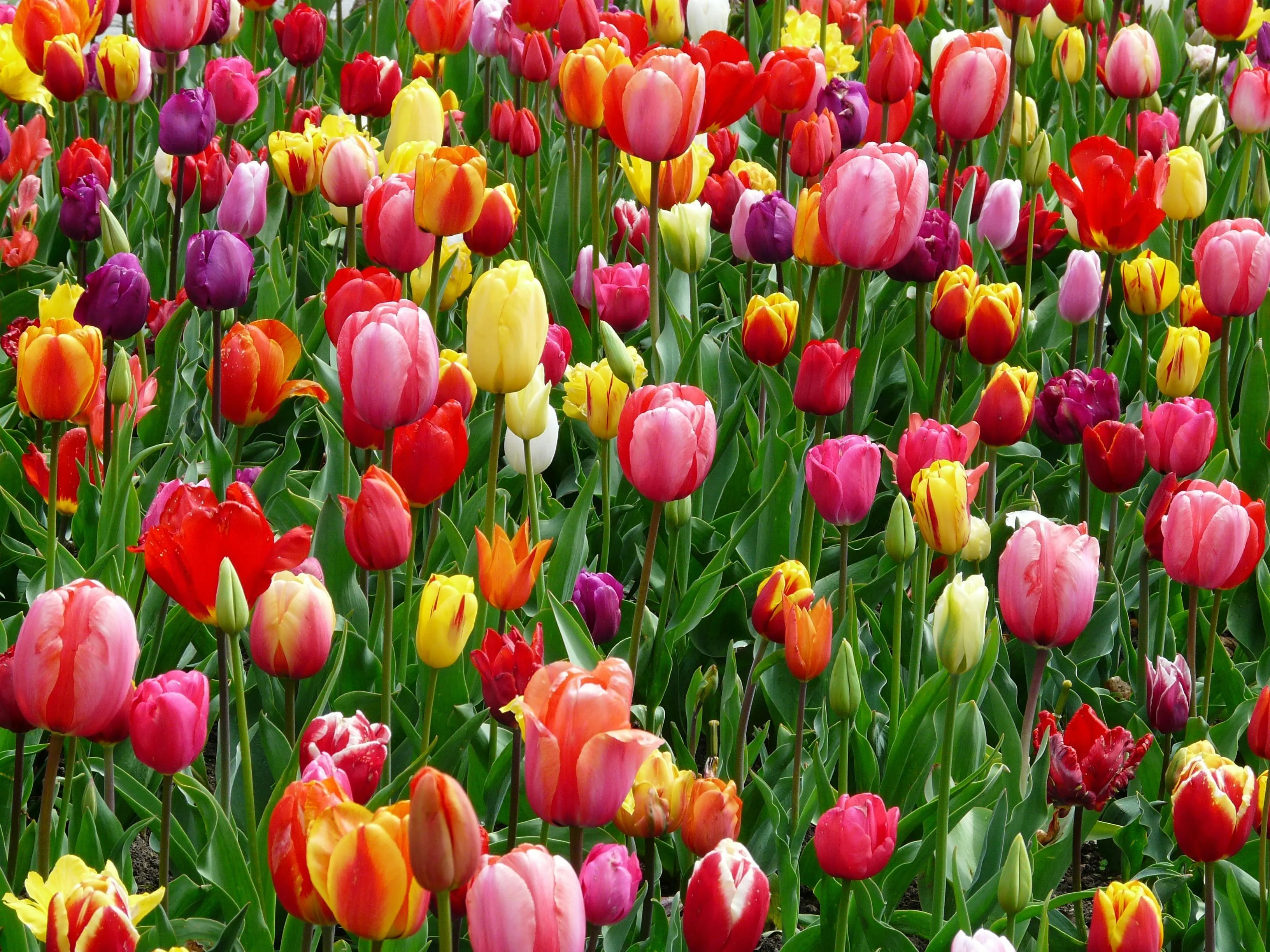 Vibrant field of blooming tulips in various colours image