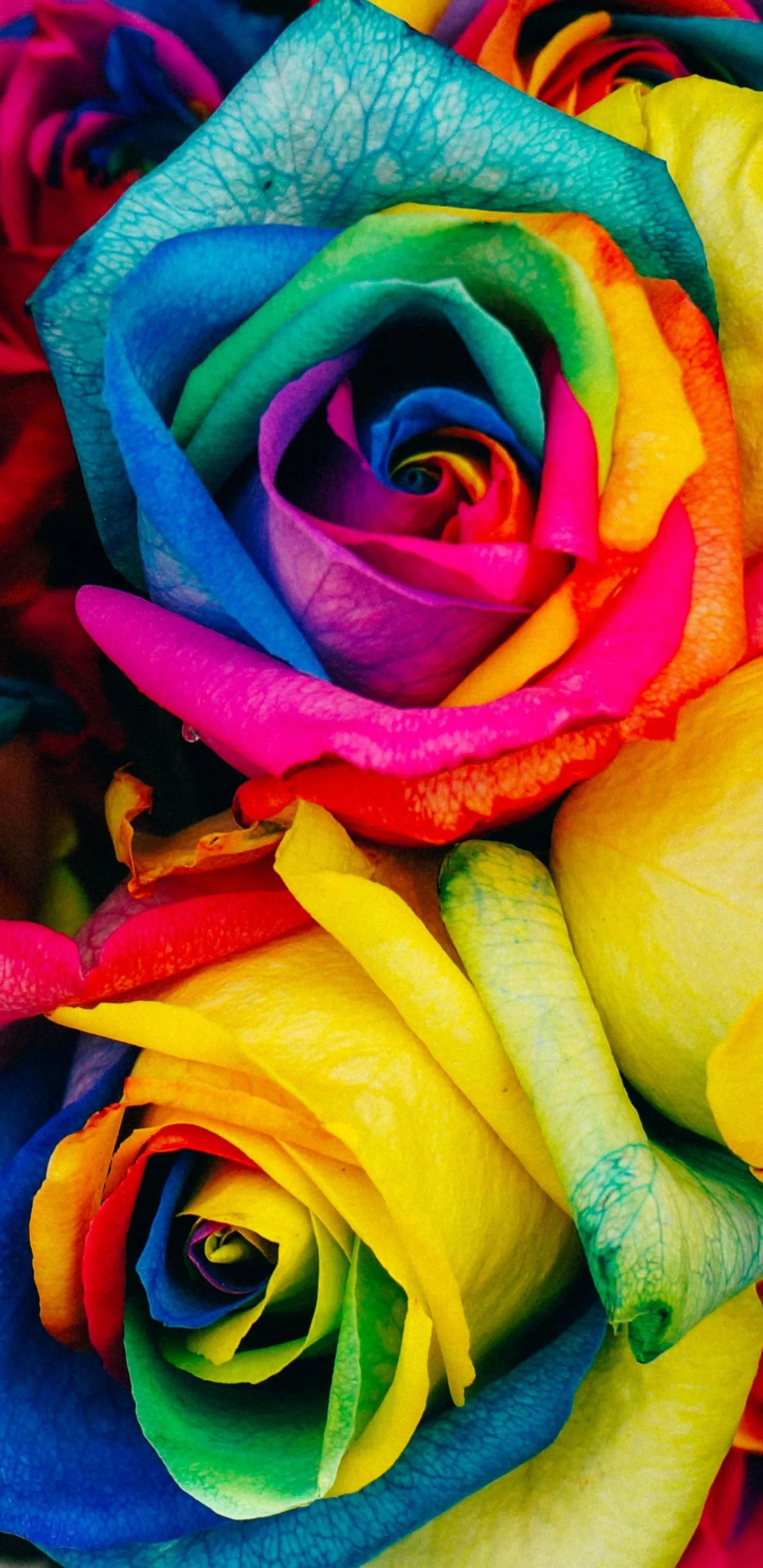 Vibrant Multicolor Rose Flowers in Full Bloom Wallpaper