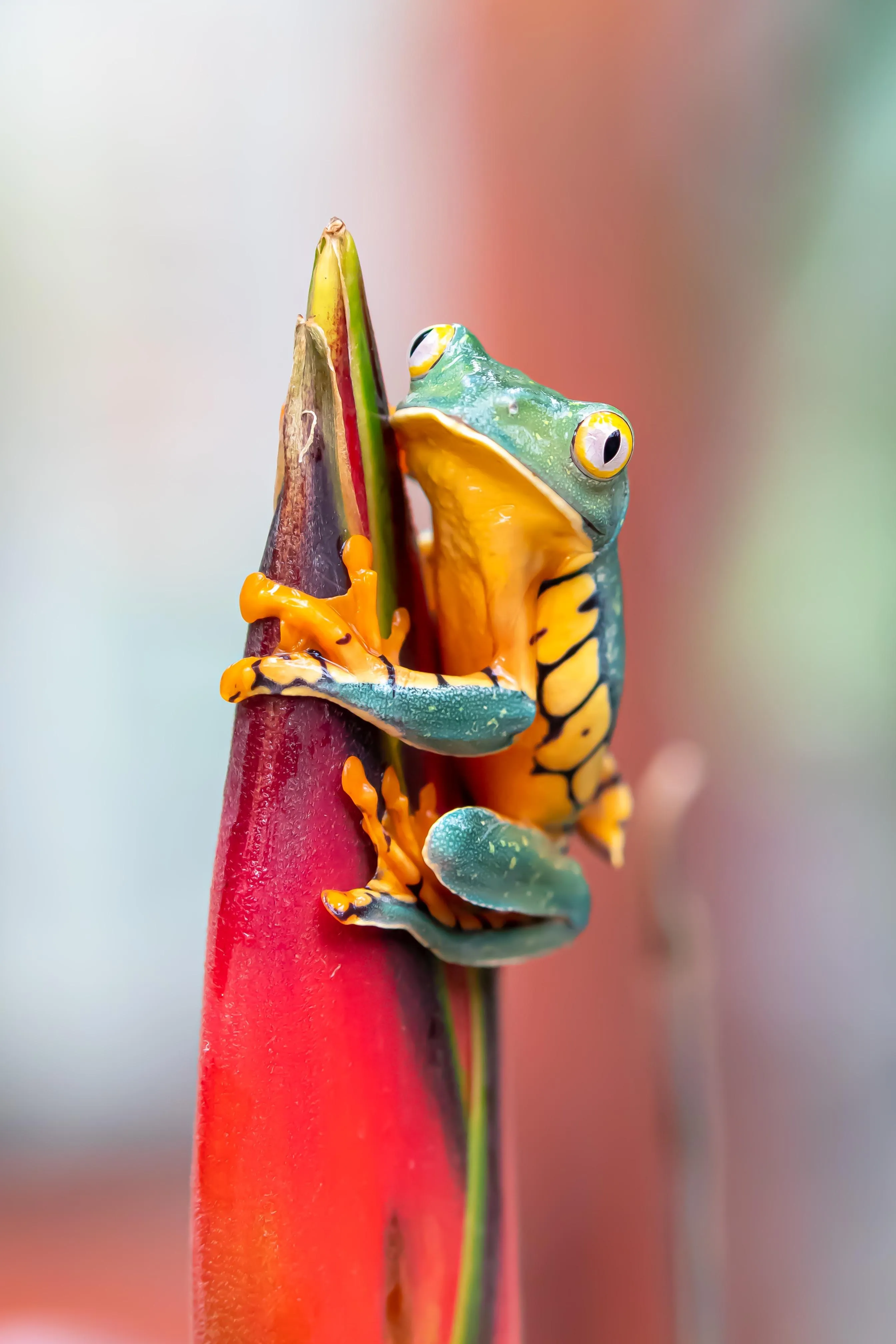 Vibrant Orange Frog on Bright Red Tropical Plant Wallpaper