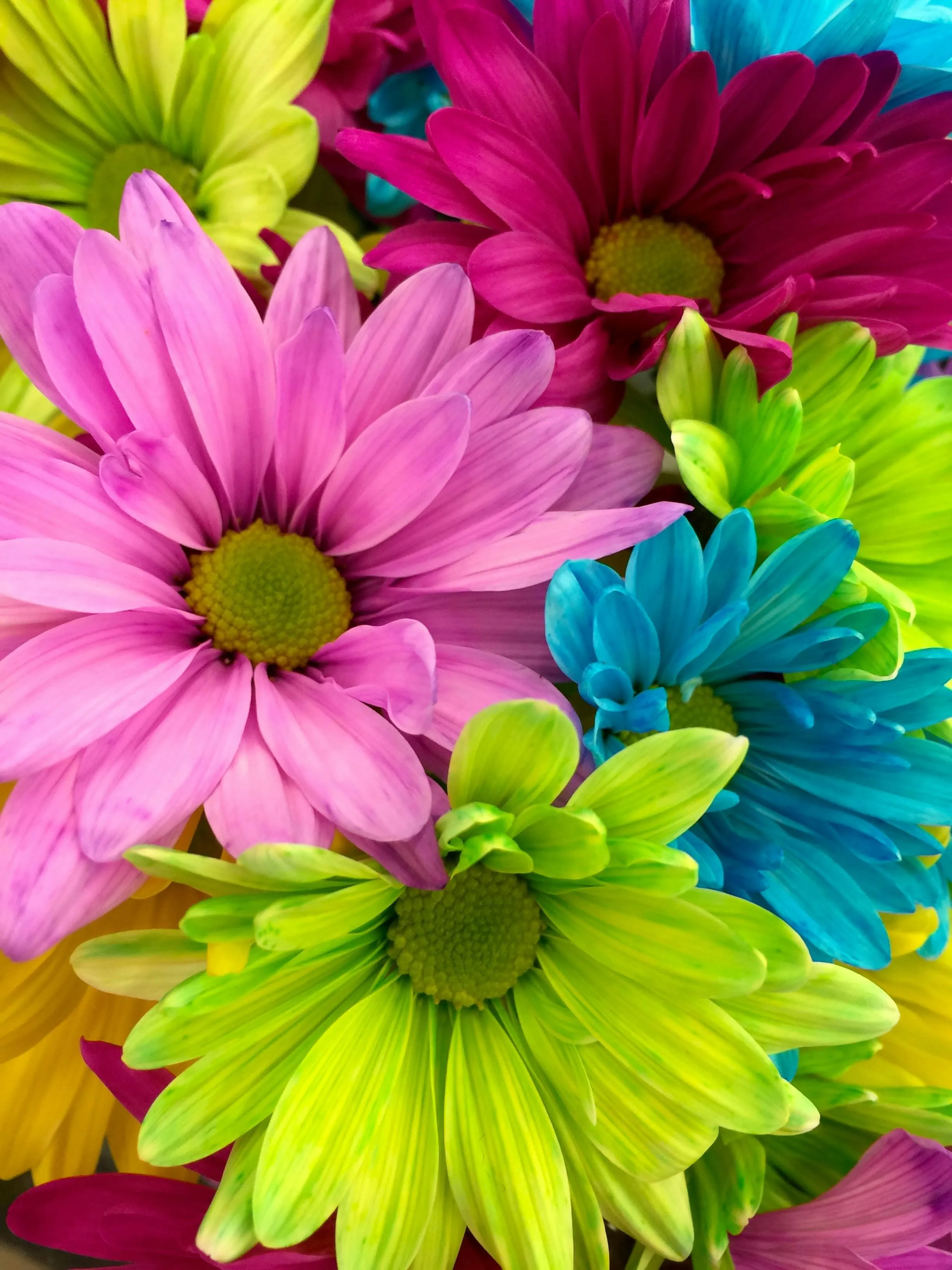 Vibrant pink and green daisies in a bright natural bouquet
