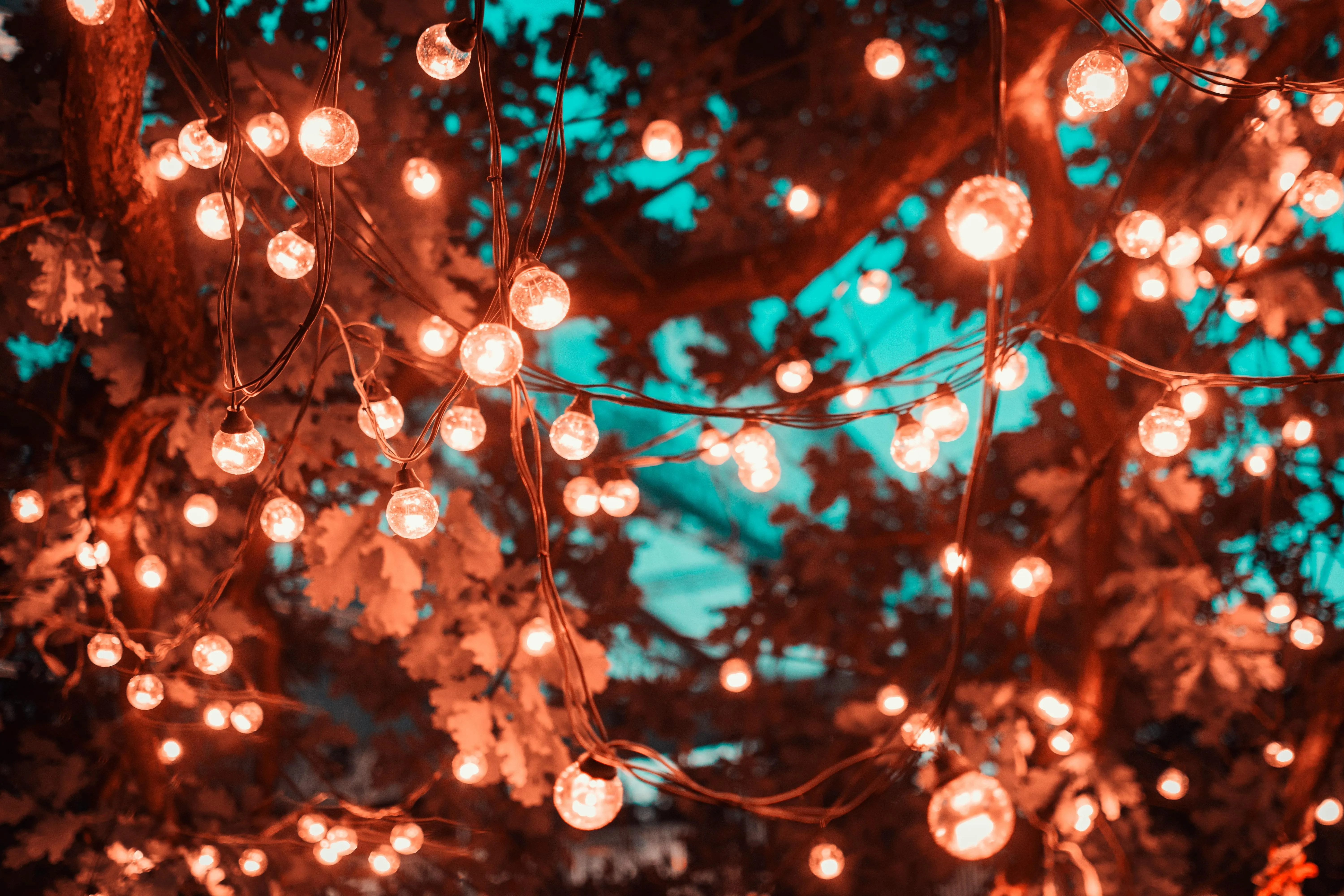 Warm glowing fairy lights hanging in the tree Wallpaper