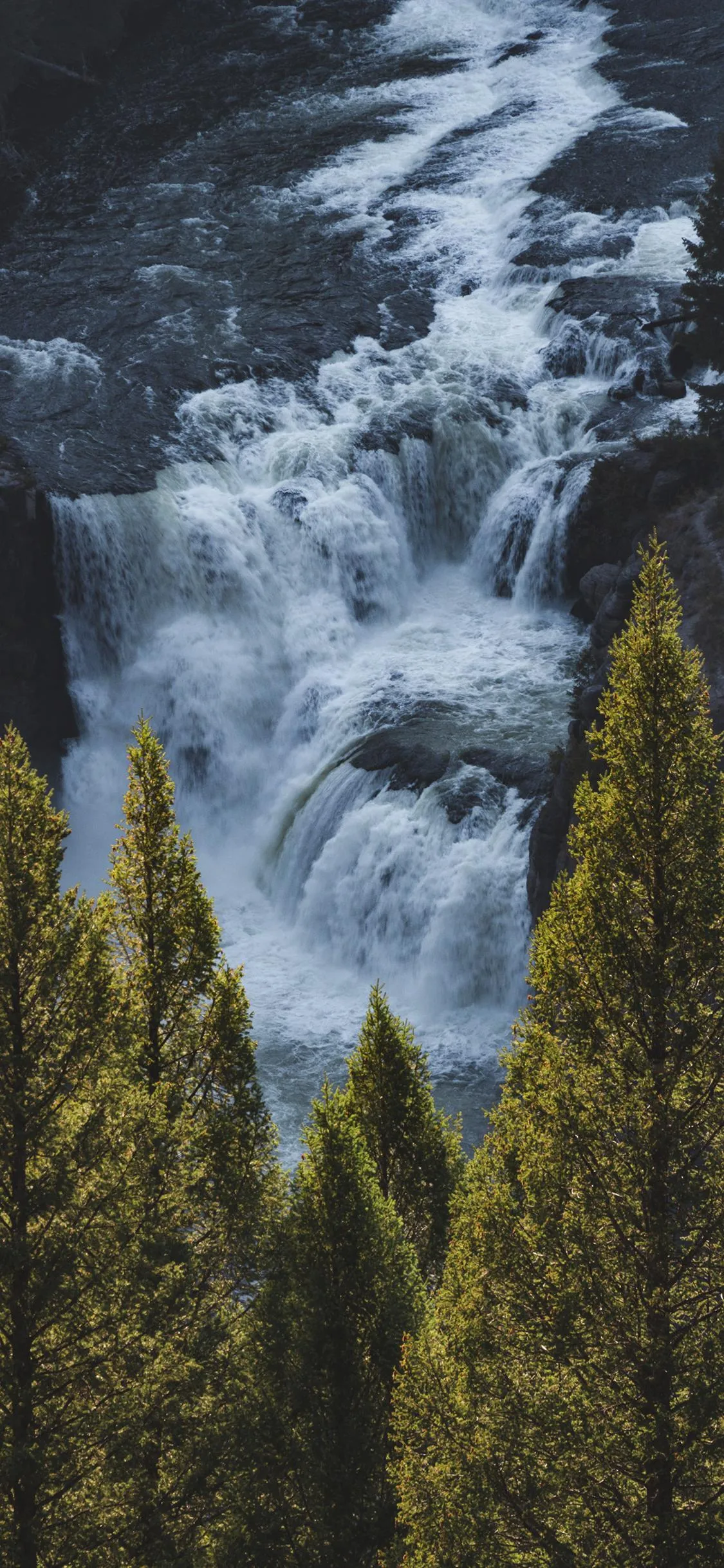 Waterfall Flowing Between Tall Pine Trees in Misty Landscape
