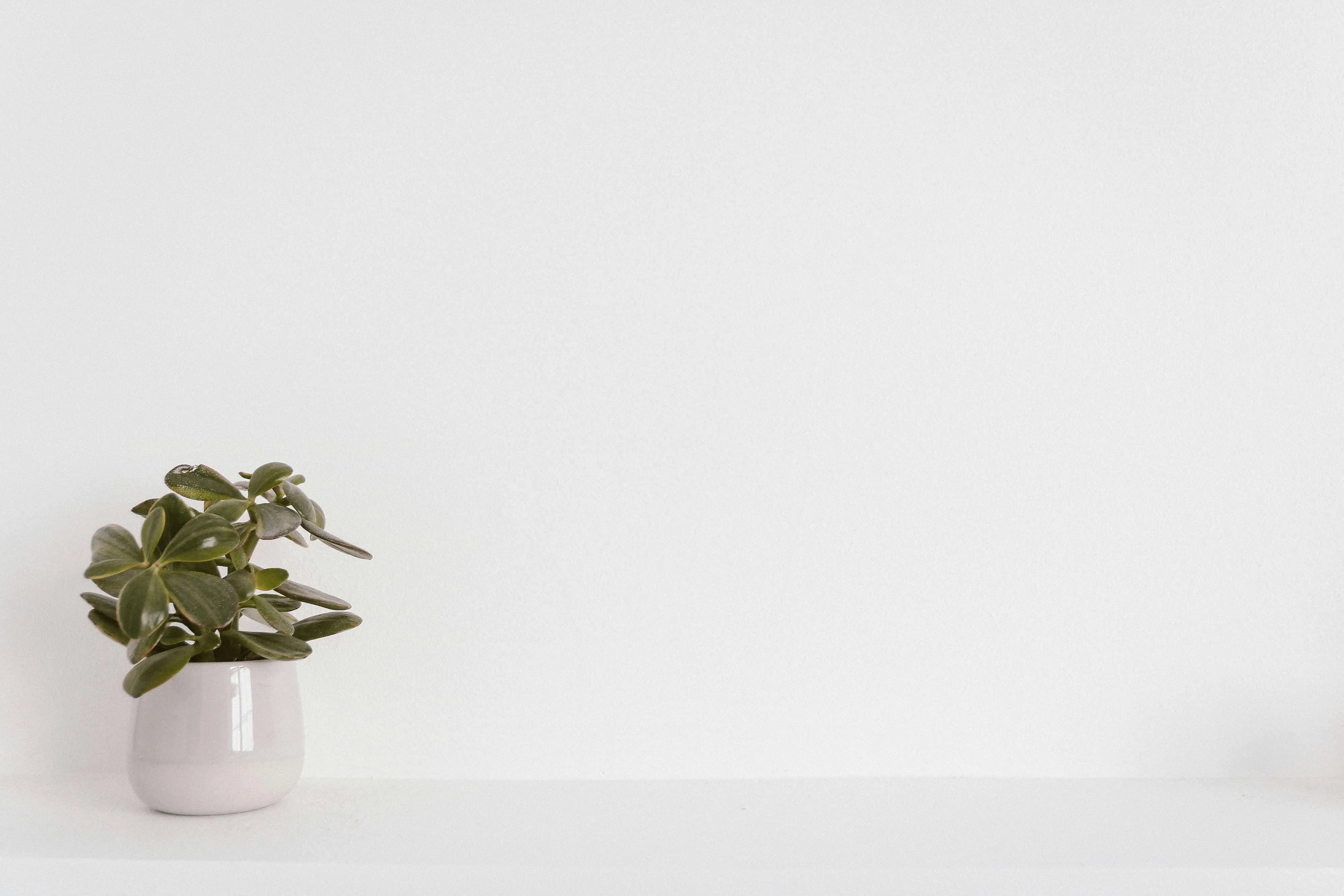 White background with a small green potted plant Wallpaper