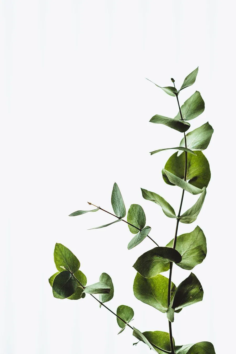 White background with vertical green branches free Wallpaper