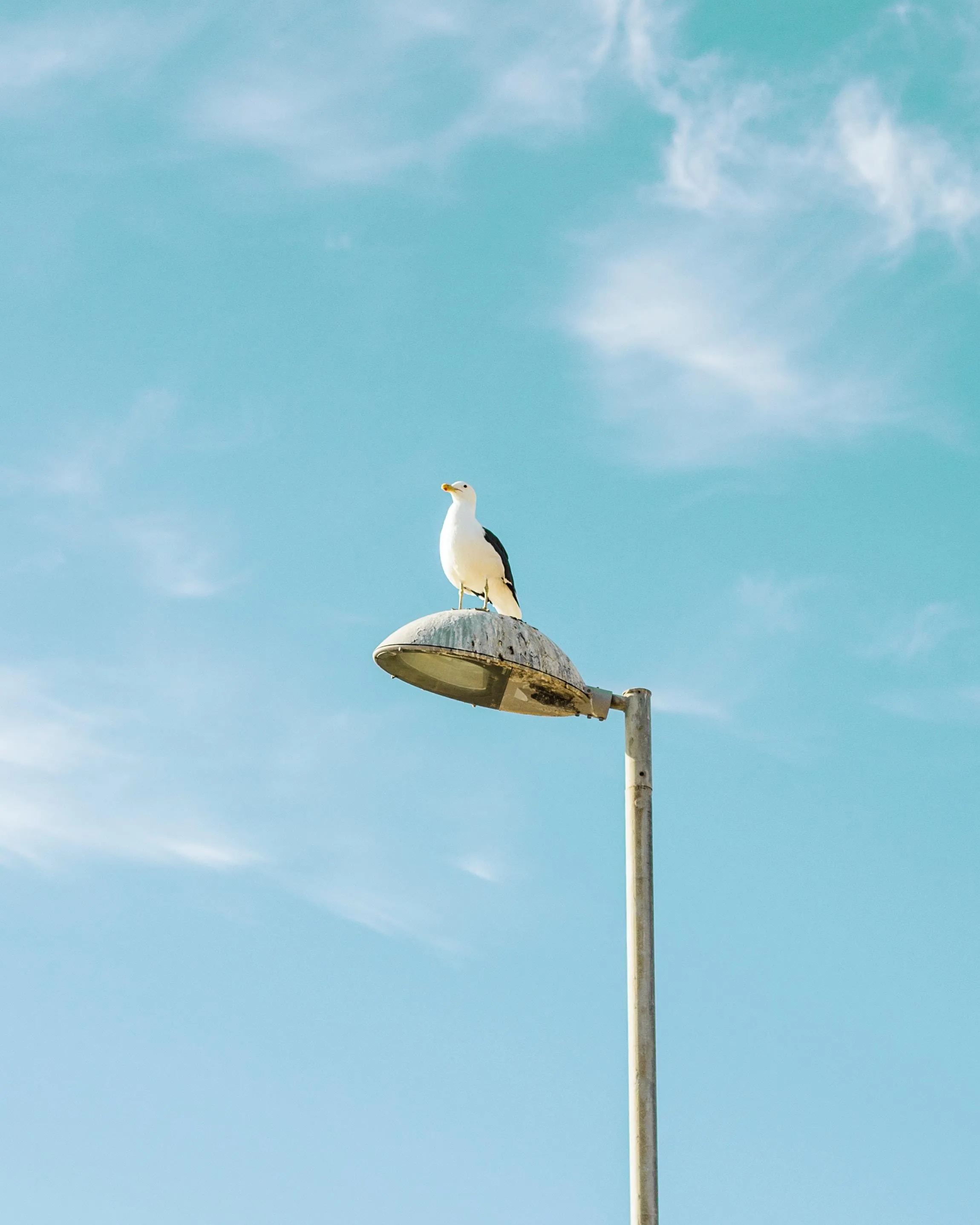 White Bird Sitting on A Street Lamp Against Blue Sky