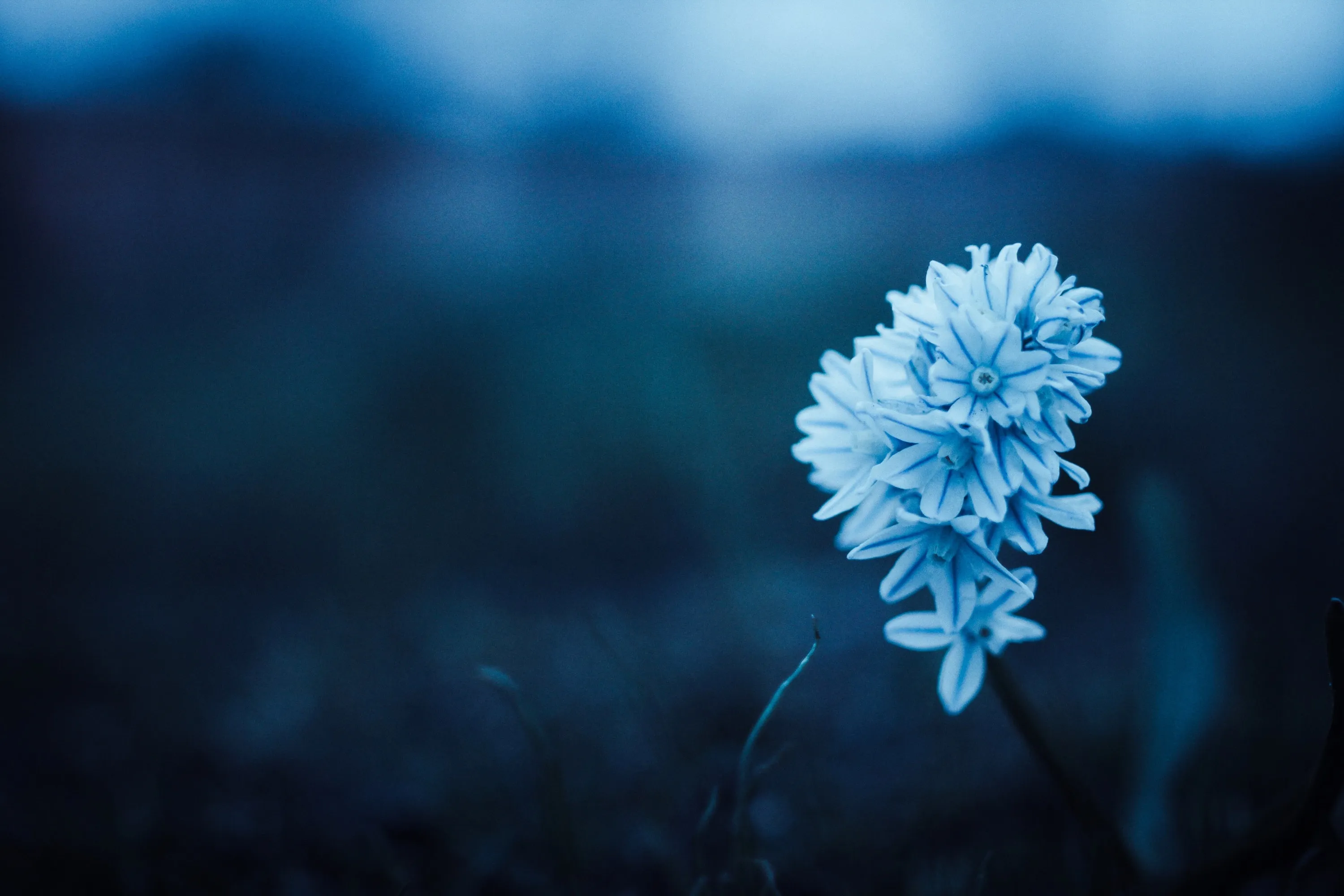 White flower closeup with dark blue blurred backdrop HD