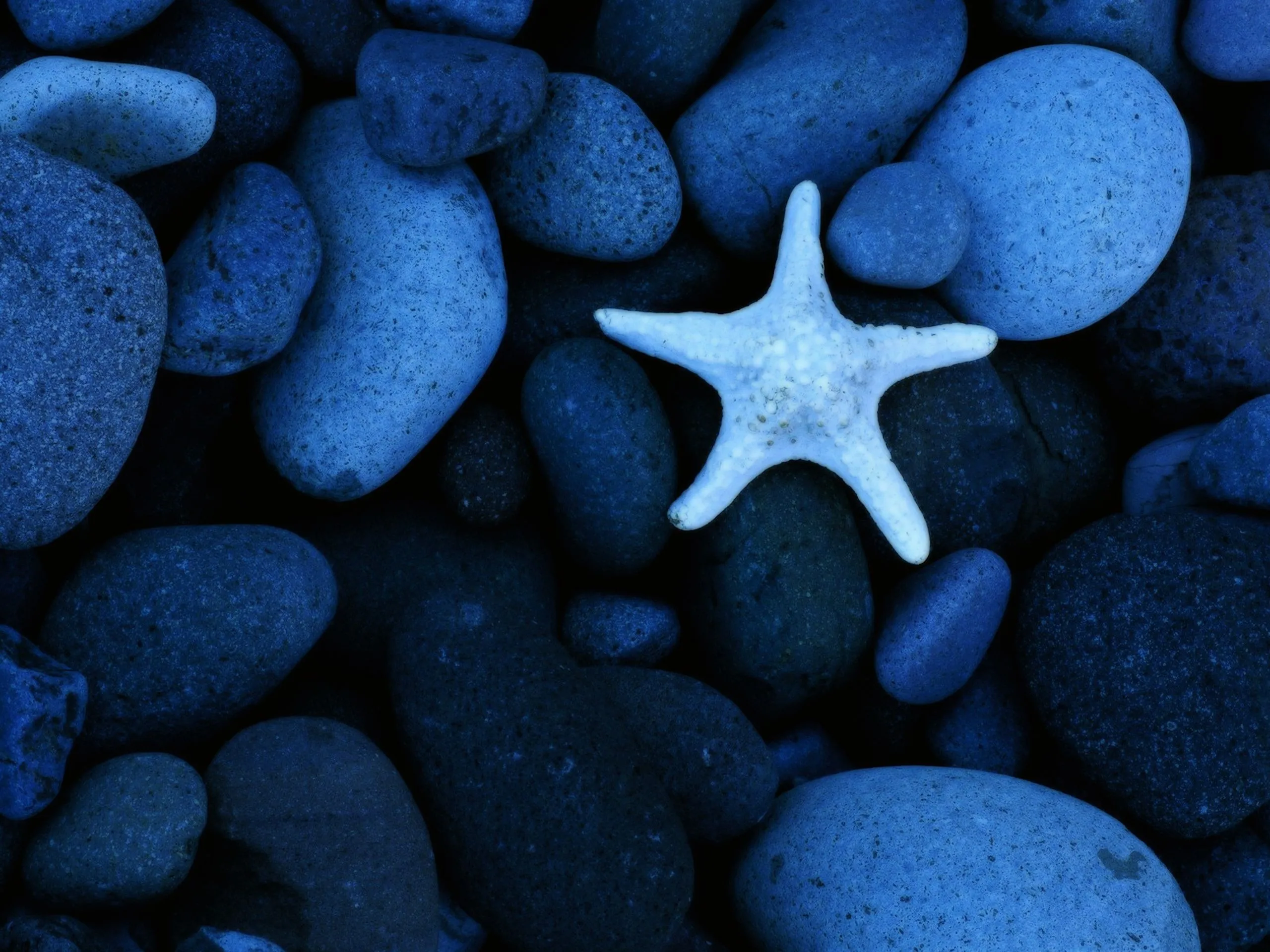 White starfish on smooth stones beach background 4K image