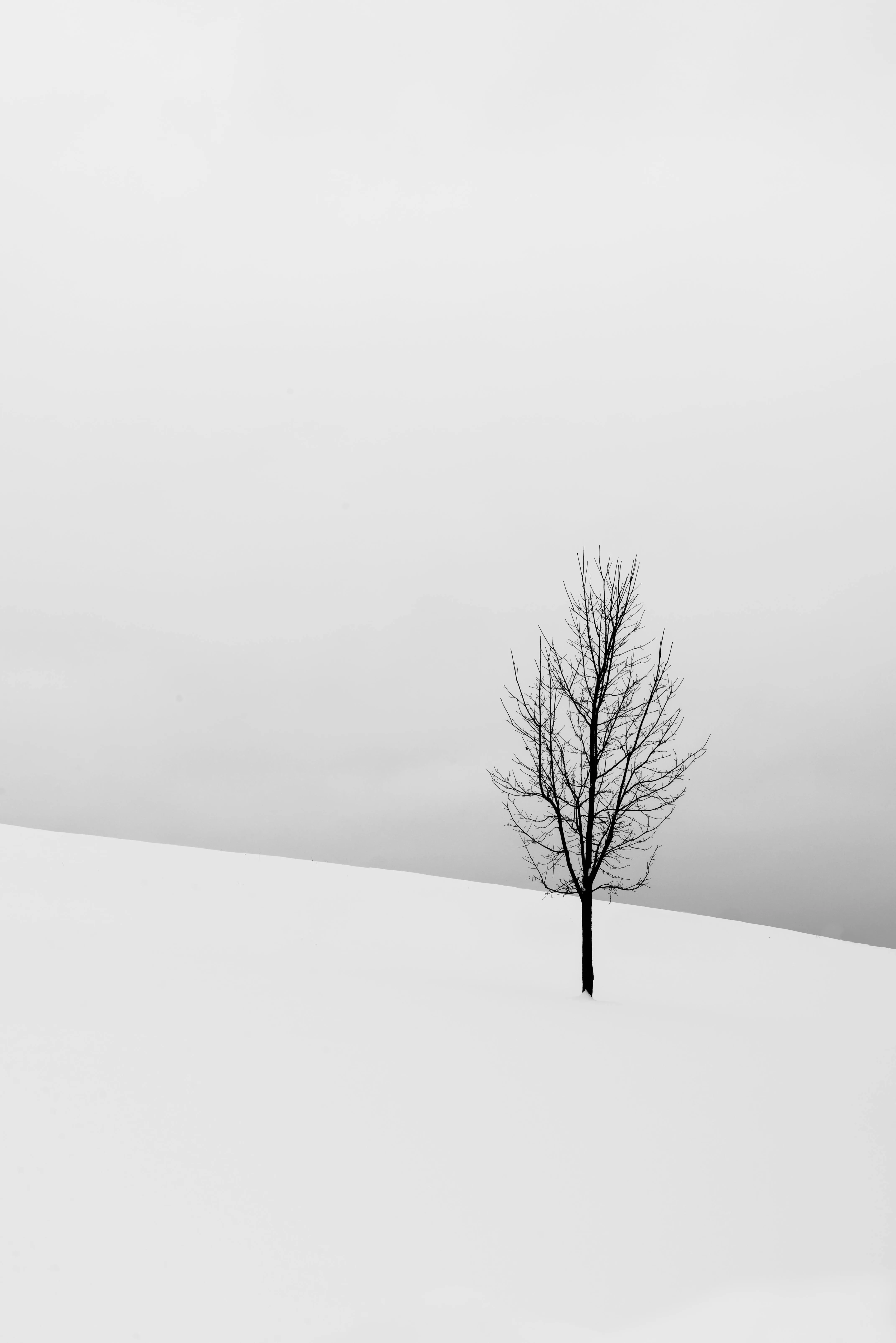 Winter landscape with one tree in white snow free Wallpaper