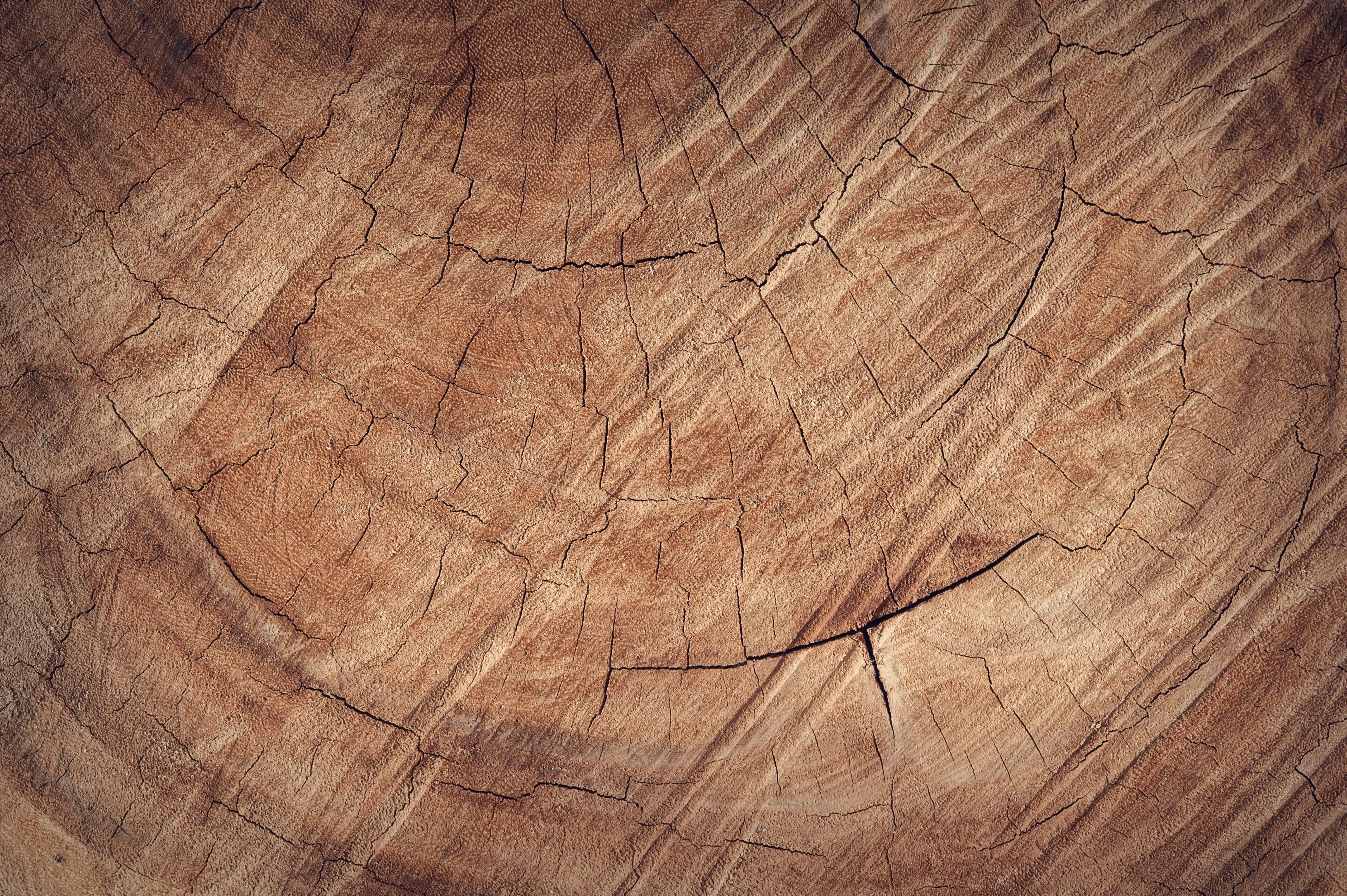 Wooden tree stem with natural cracks and rings Wallpaper