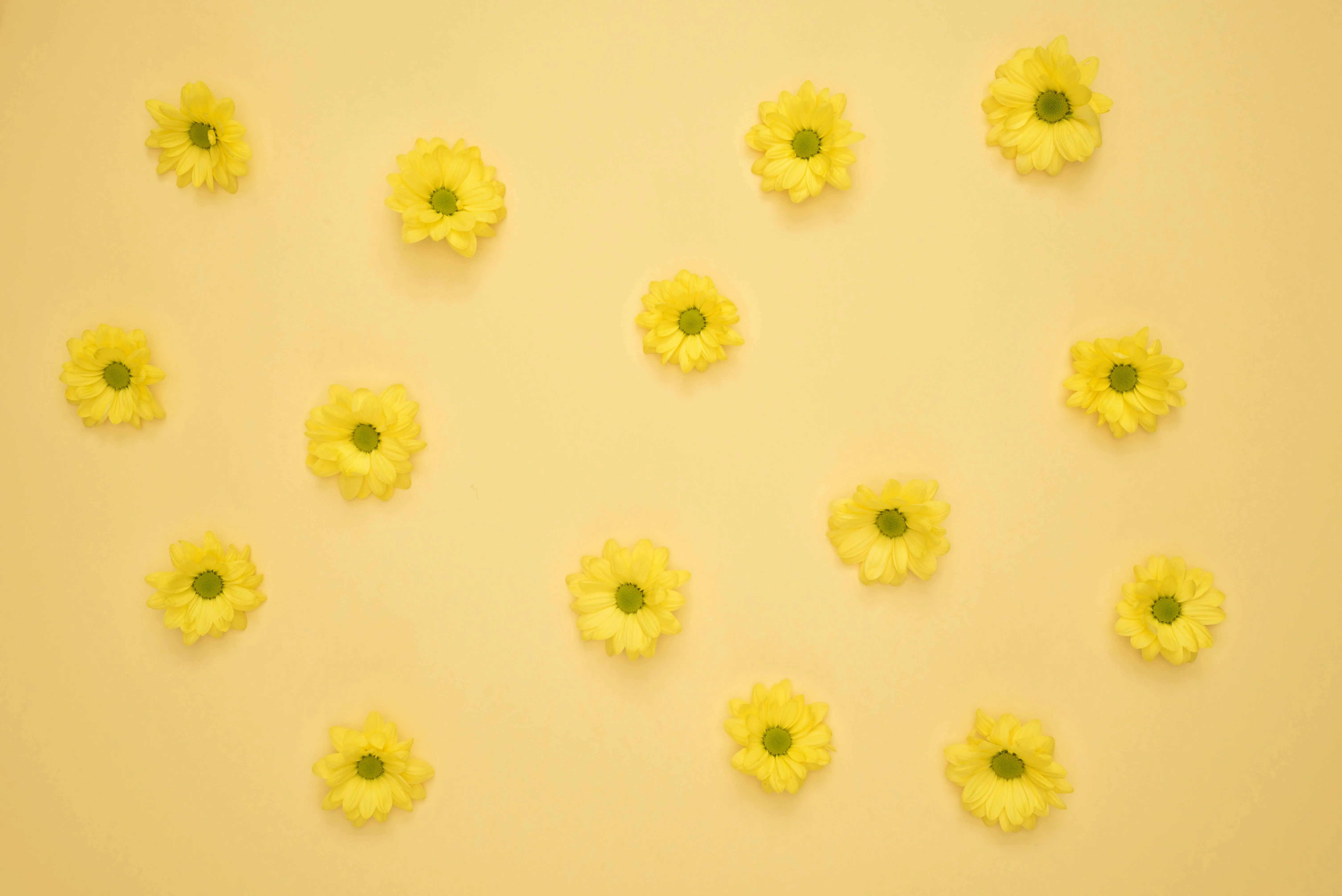 Yellow daisy flowers scattered on a soft yellow background
