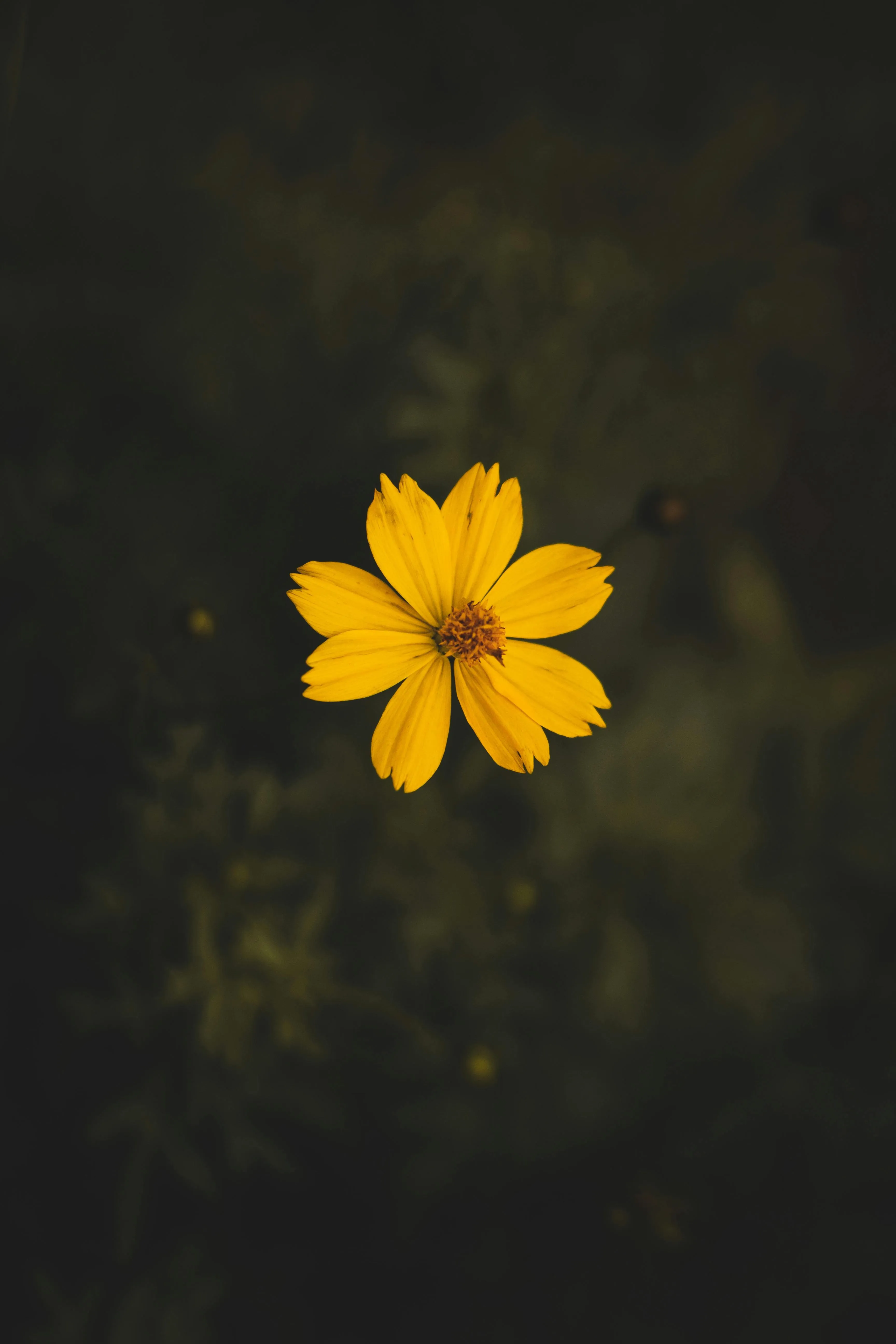 Yellow flower on a dark blurred background free Wallpaper