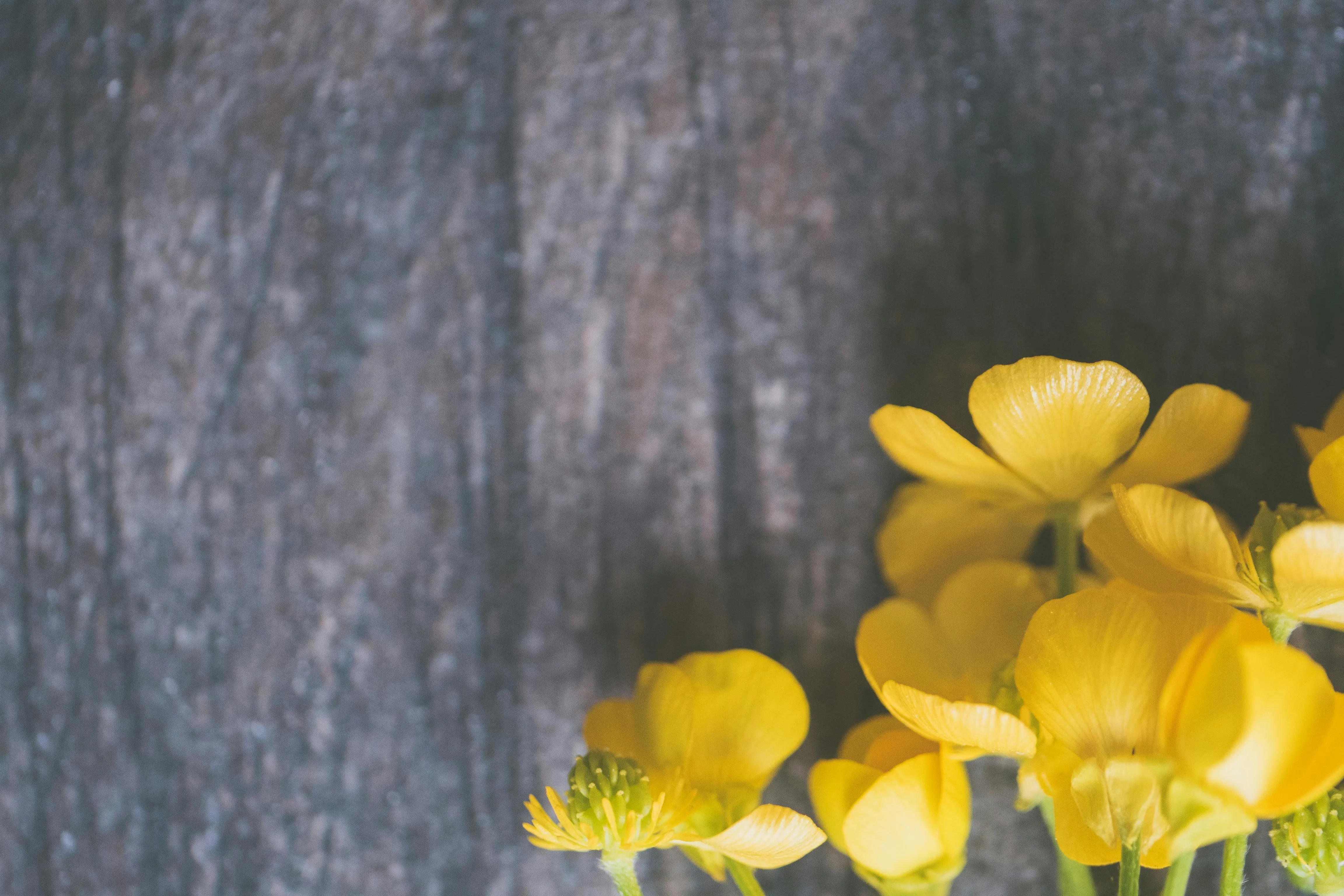 Yellow wildflowers in a soft focus outdoor setting Wallpaper