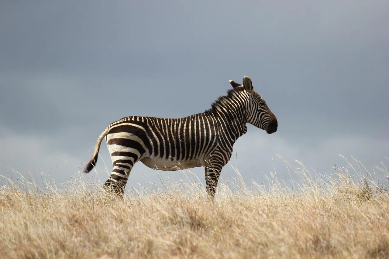A lone zebra walks slowly across the dry savanna Wallpaper