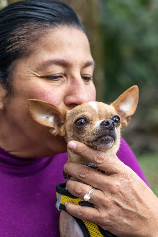 A Woman Holding and Kissing a Small Chihuahua Dog Hd Image