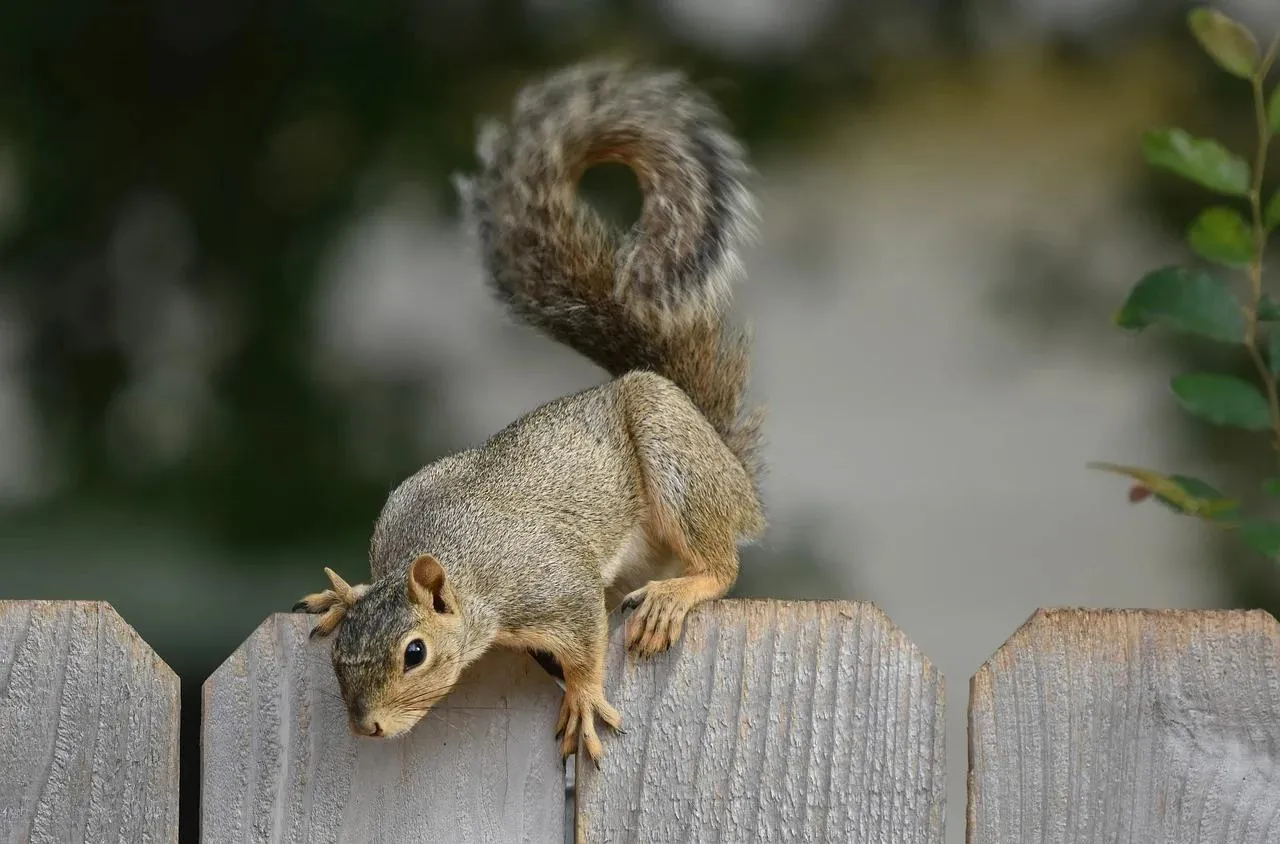 Adorable Baby Goats Resting Together on Soft Ground