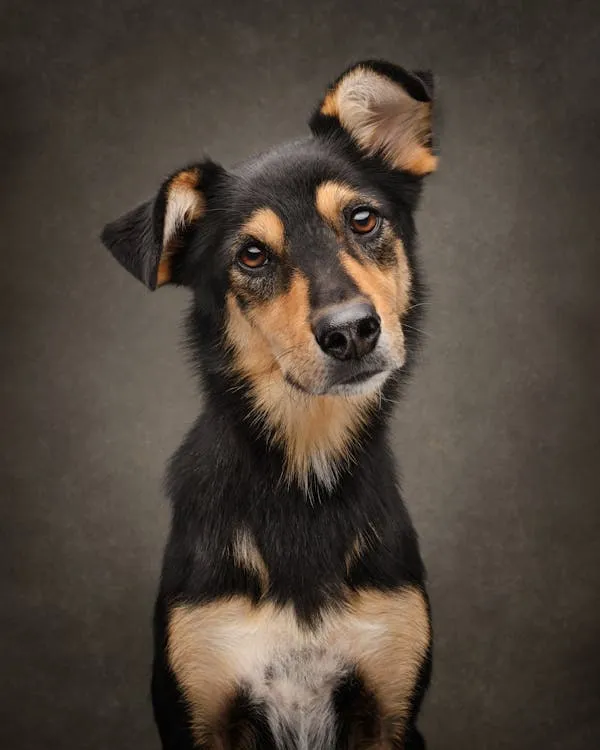 Adorable Black and Tan Dog Portrait with Brown Background