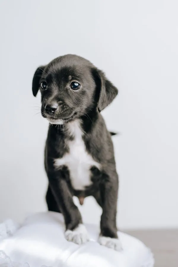 Adorable Black and White Puppy Standing on a Soft Cushion